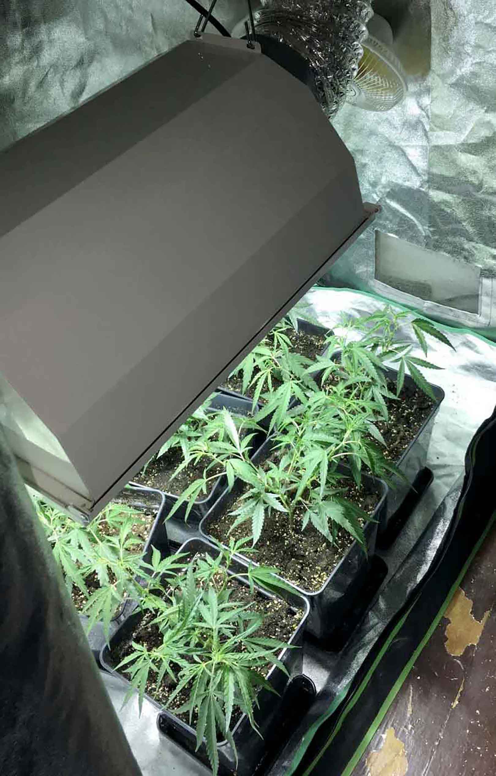 Saopstenje Mup marihuana hapsenje