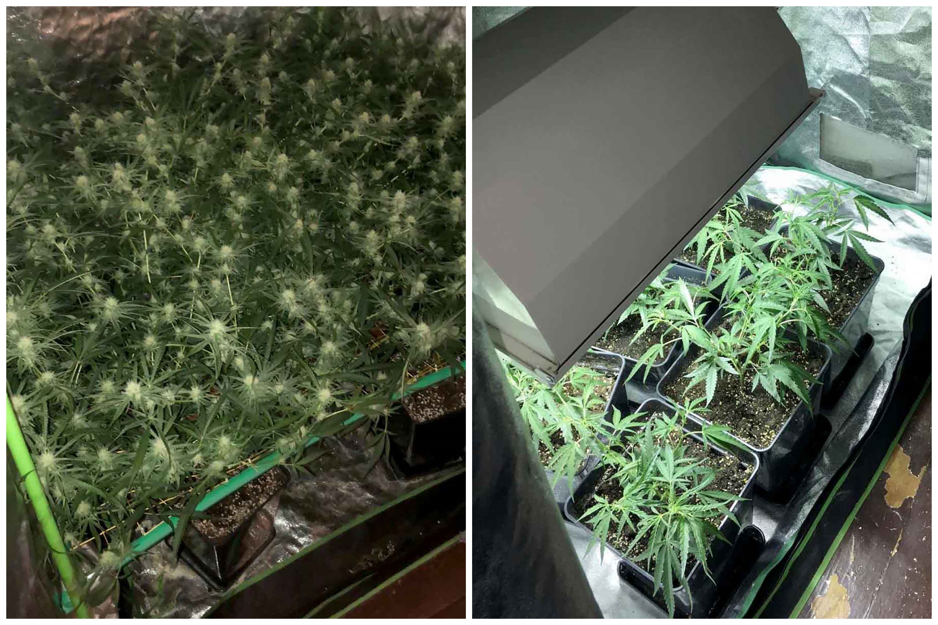 Saopstenje Mup marihuana hapsenje