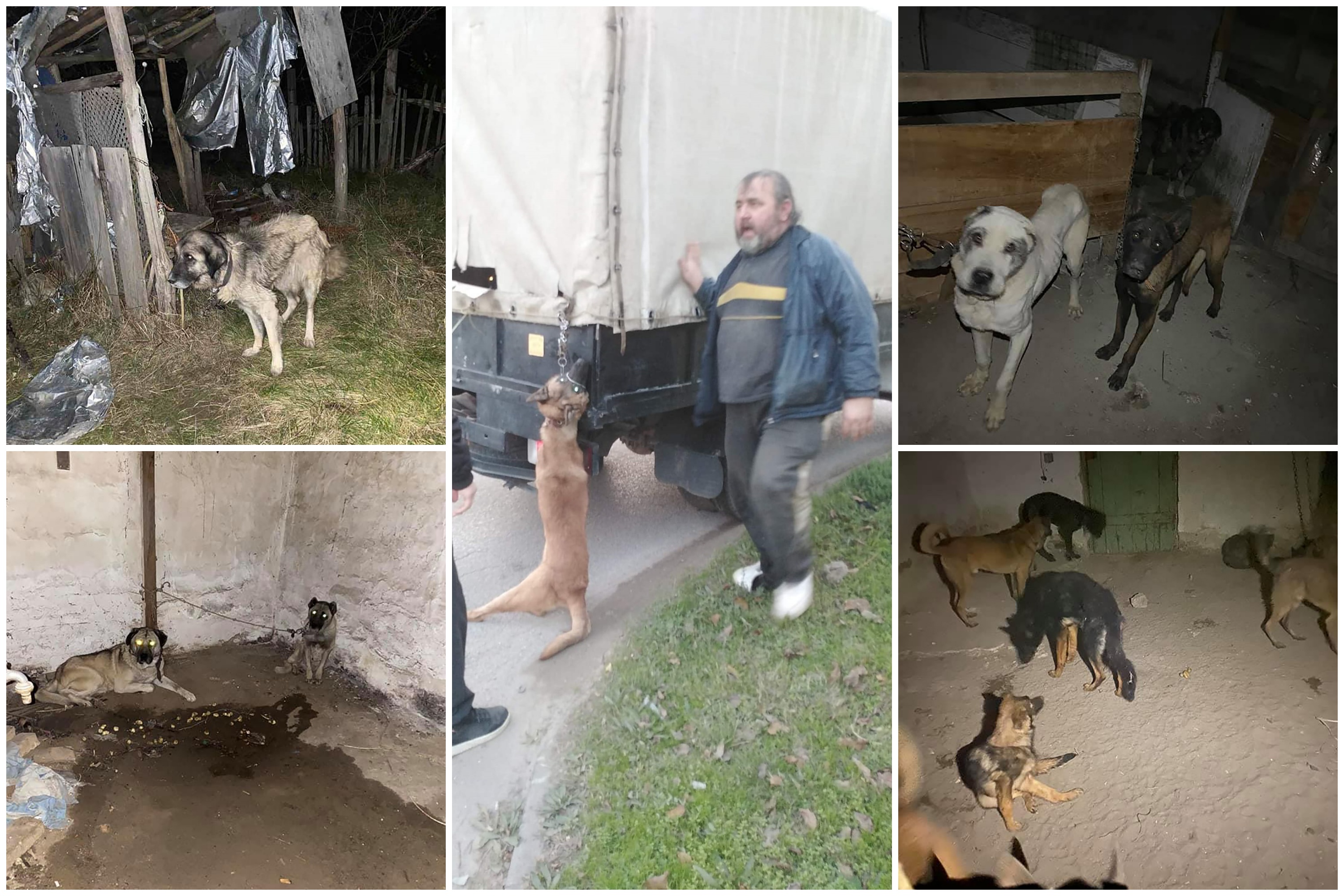 Subotica, psi, lutalice, zlostavljanje pasa, životinja, životinje, kamion užasa Foto: Facebook/Subotičke njuškice