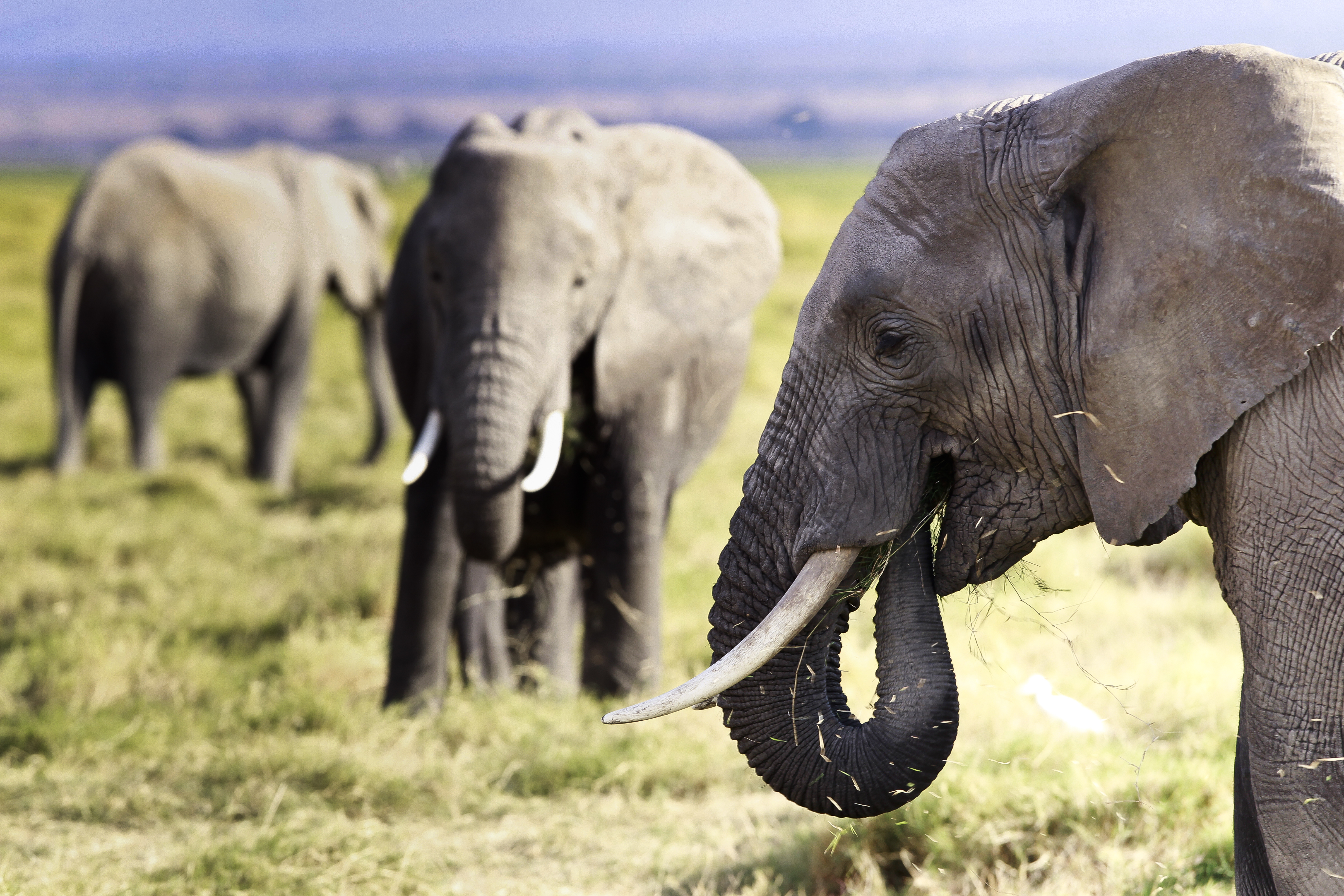 Wildlife census divlje zivotinje