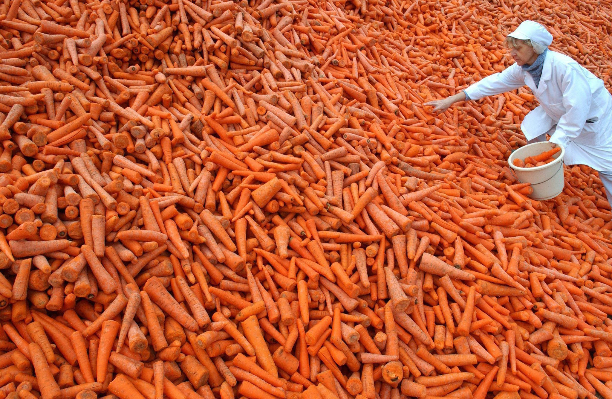 Carrots at Frenzel company in eastern Germany