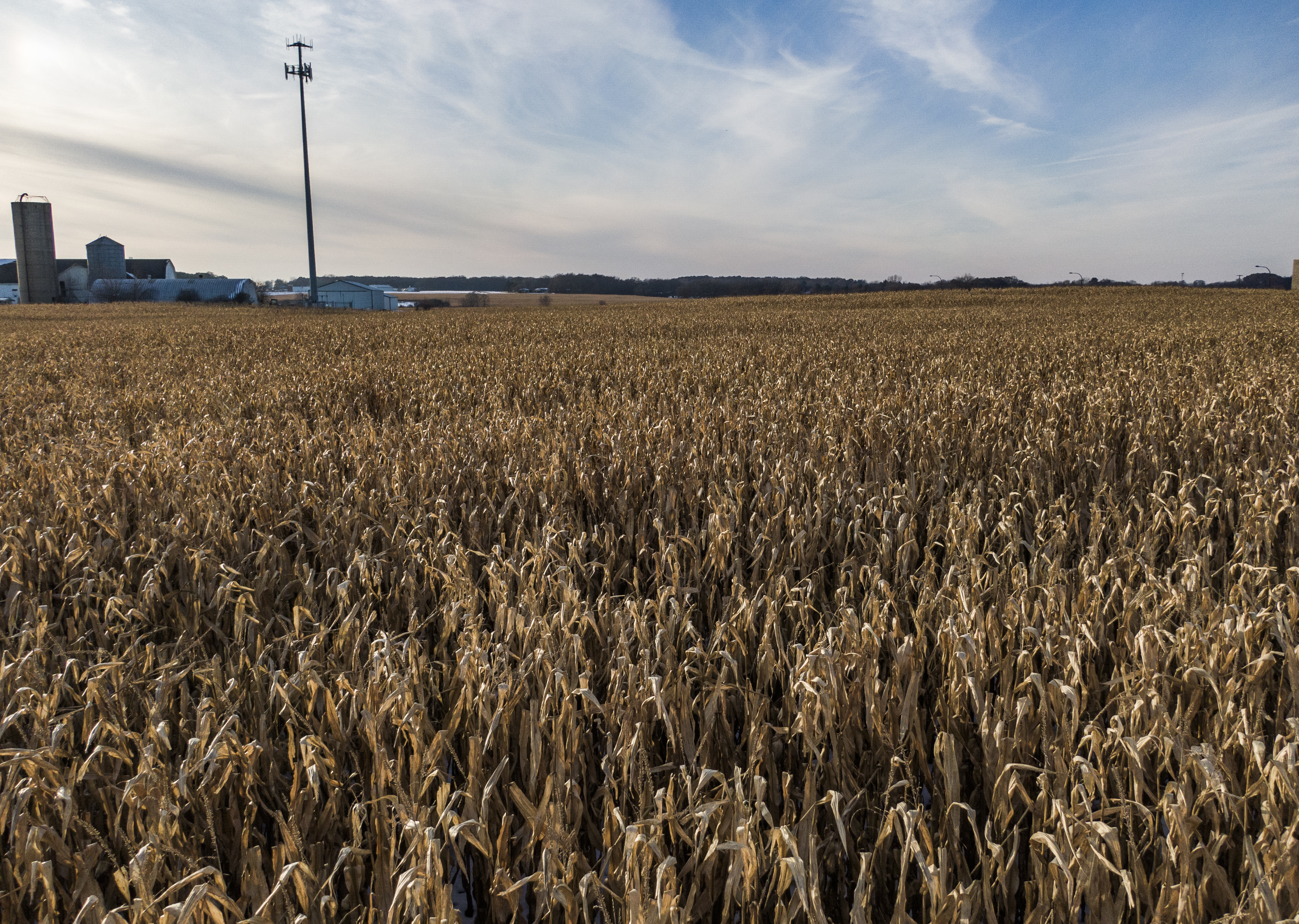 Crop harvest hampered by cold and snow