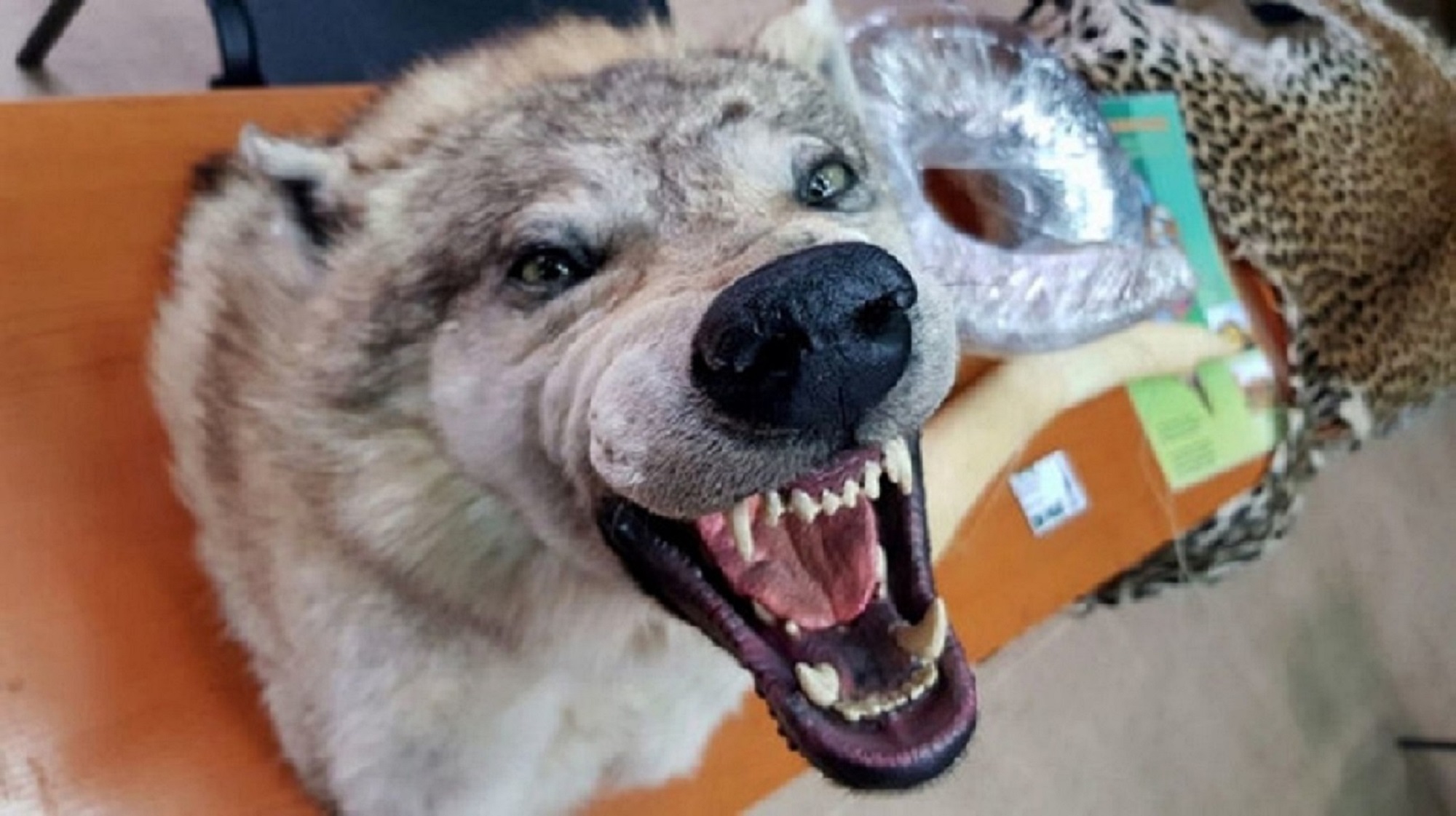 Preparirana vučja glava Foto: Uprava carina