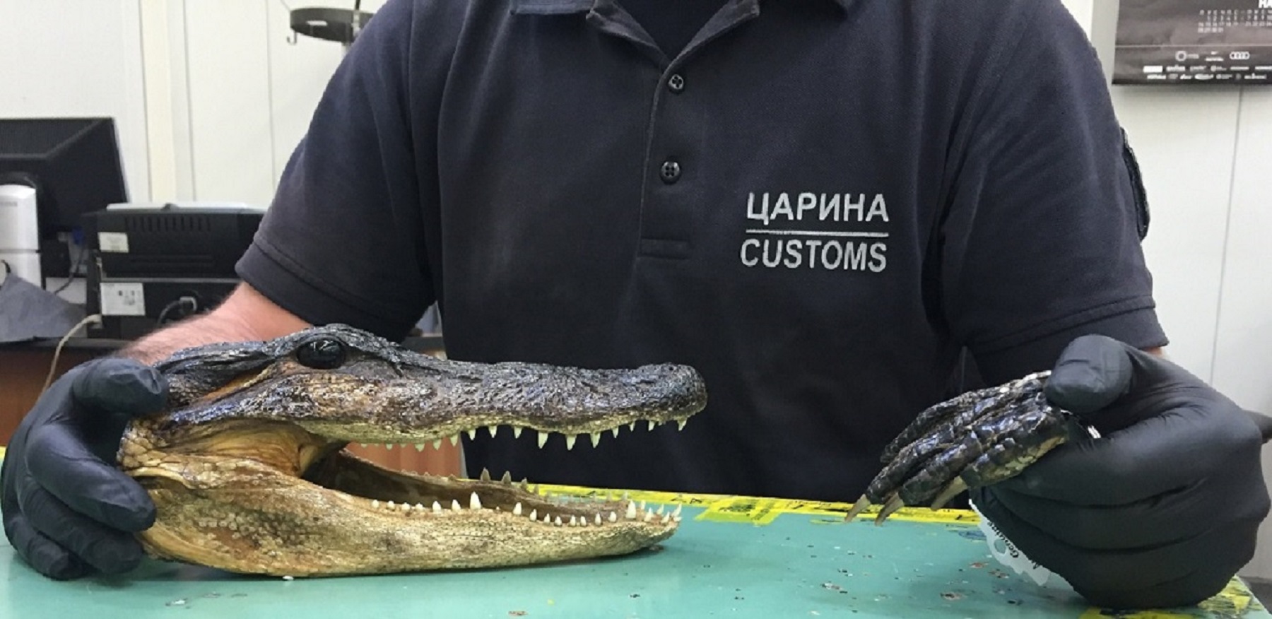 Aligator u pošiljci FOTO: Uprava carina