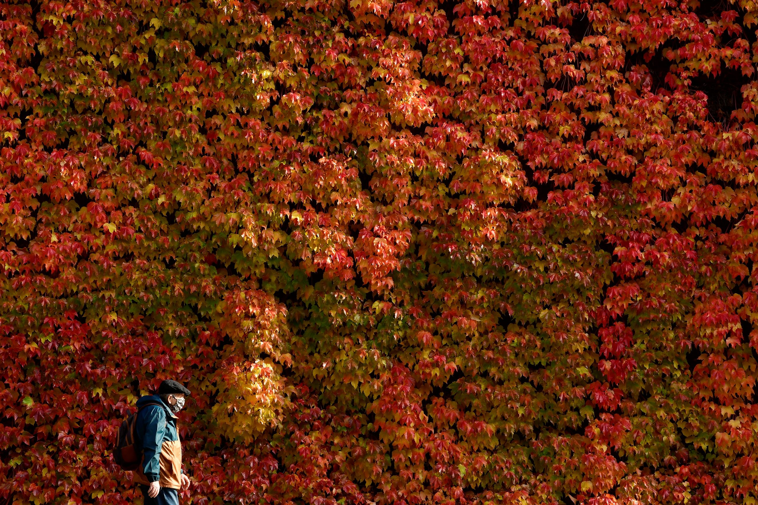A person wearing a protective facemask walks past autumn foliage, during new nationwide restrictions amid the coronavirus disease (COVID-19) outbreak, in London, Britain, November 9, 2020. REUTERS/Toby Melville