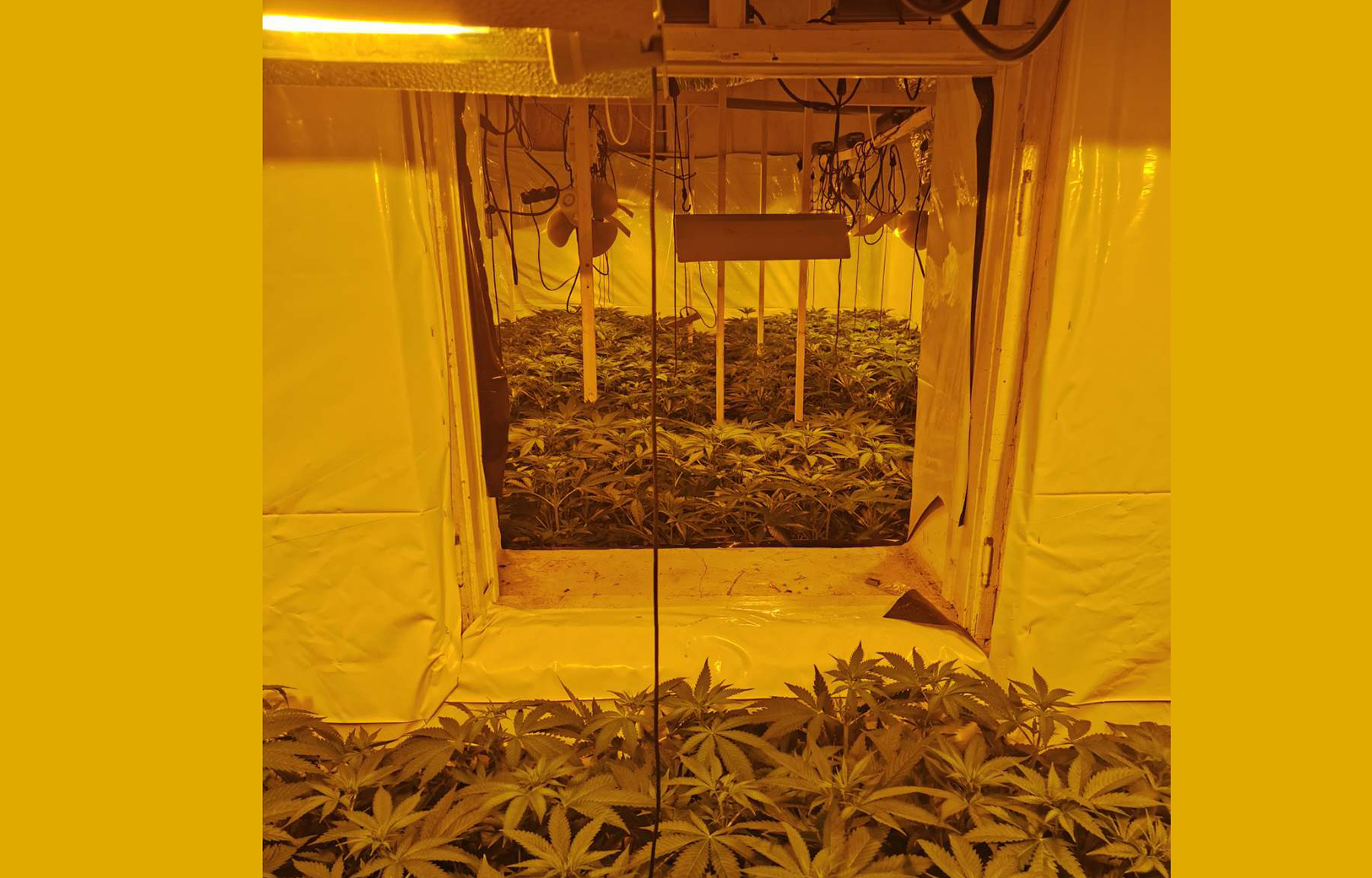 Kikinda laboratorija za uzgoj marihuane u veštačkim uslovima