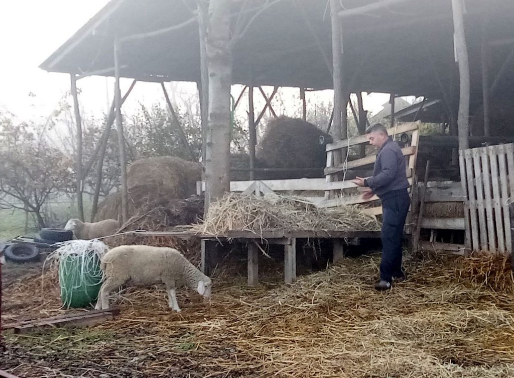 Ovce Batočina