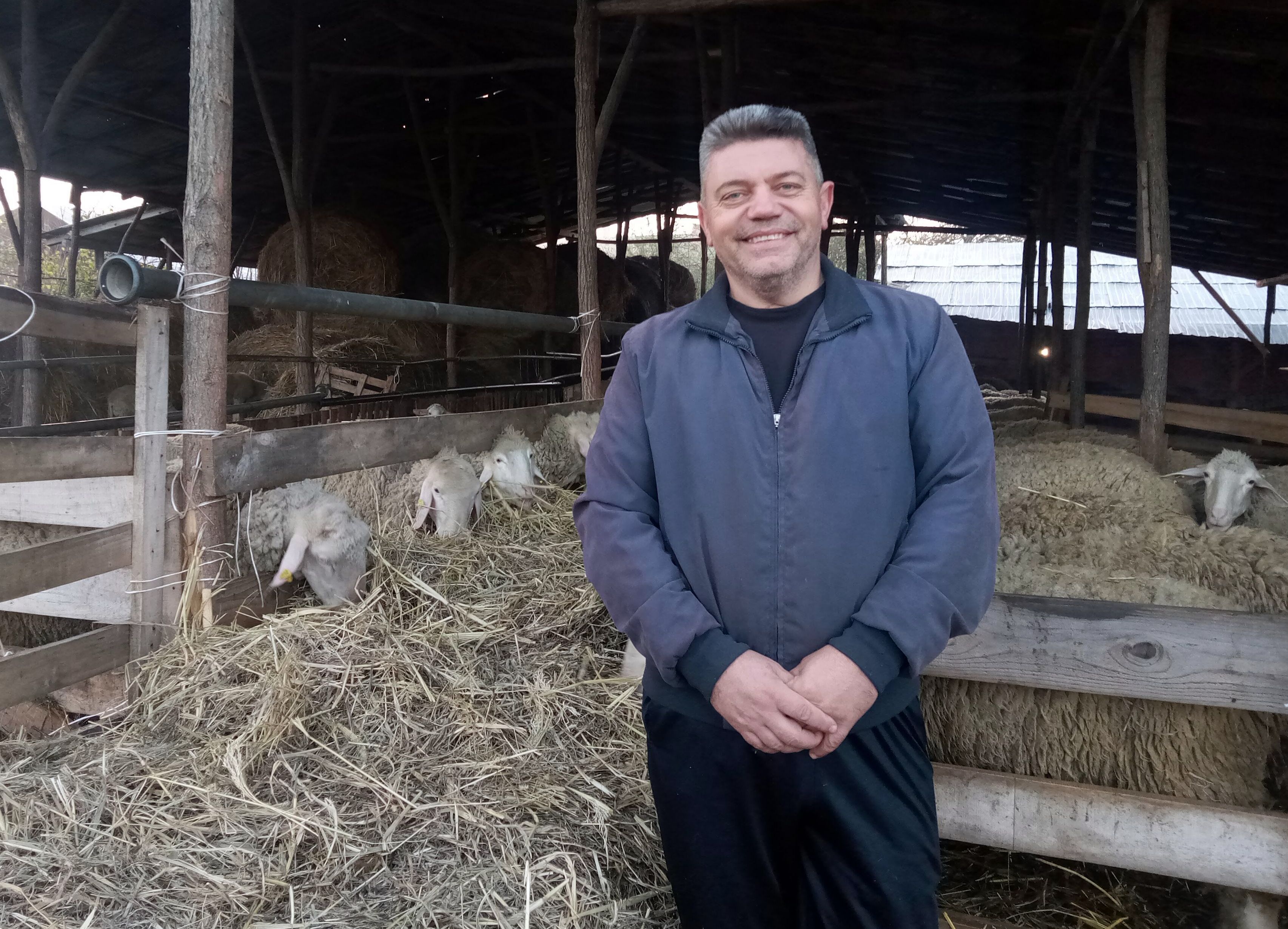 Ovce Batočina