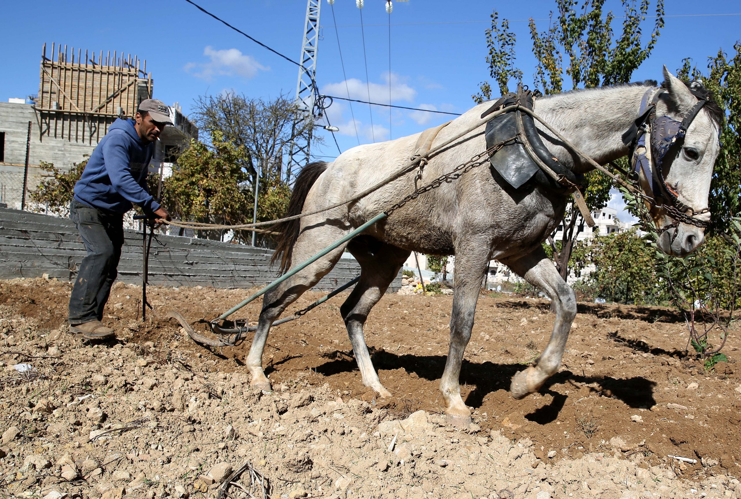 epa08832680 A Palestinian farms his land using horse and plow to overturn stony land just outside the fenced-in perimeter of the Jewish settlement of Kiryat Arba in the West Bank City of Hebron, 21 November 2020.  EPA-EFE/ABED AL HASHLAMOUN