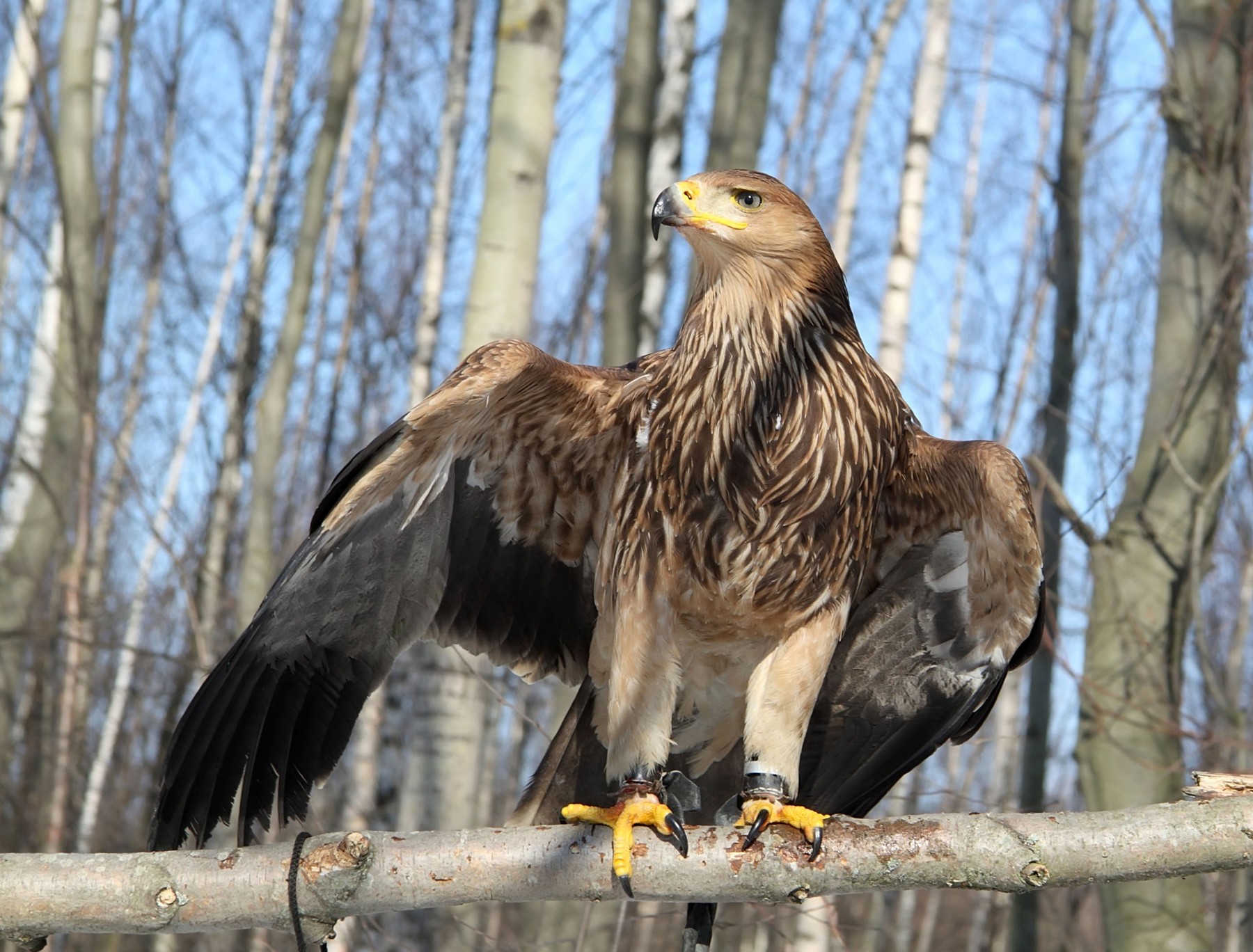 Image: 92771696, License: Royalty-free, Restrictions: , Model Release: no, Credit line: Yulia Chupina / Alamy / Profimedia