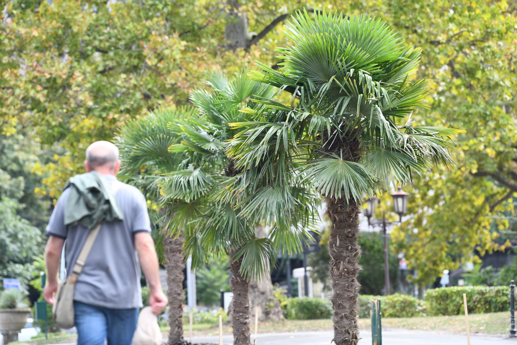 Beograd 23.09.2020. Palme, palma, Kalemegdan, kod Paviljona Cvijete Zuzorić Foto: Goran Srdanov/Nova.rs