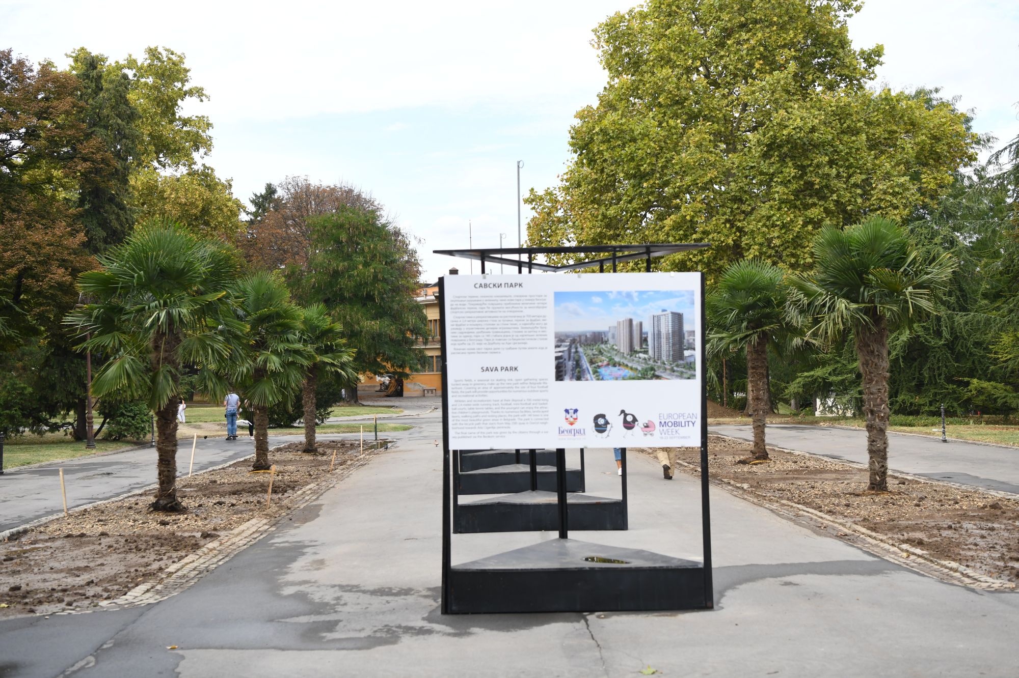 Beograd 23.09.2020. Palme, palma, Kalemegdan, kod Paviljona Cvijete Zuzorić Foto: Goran Srdanov/Nova.rs