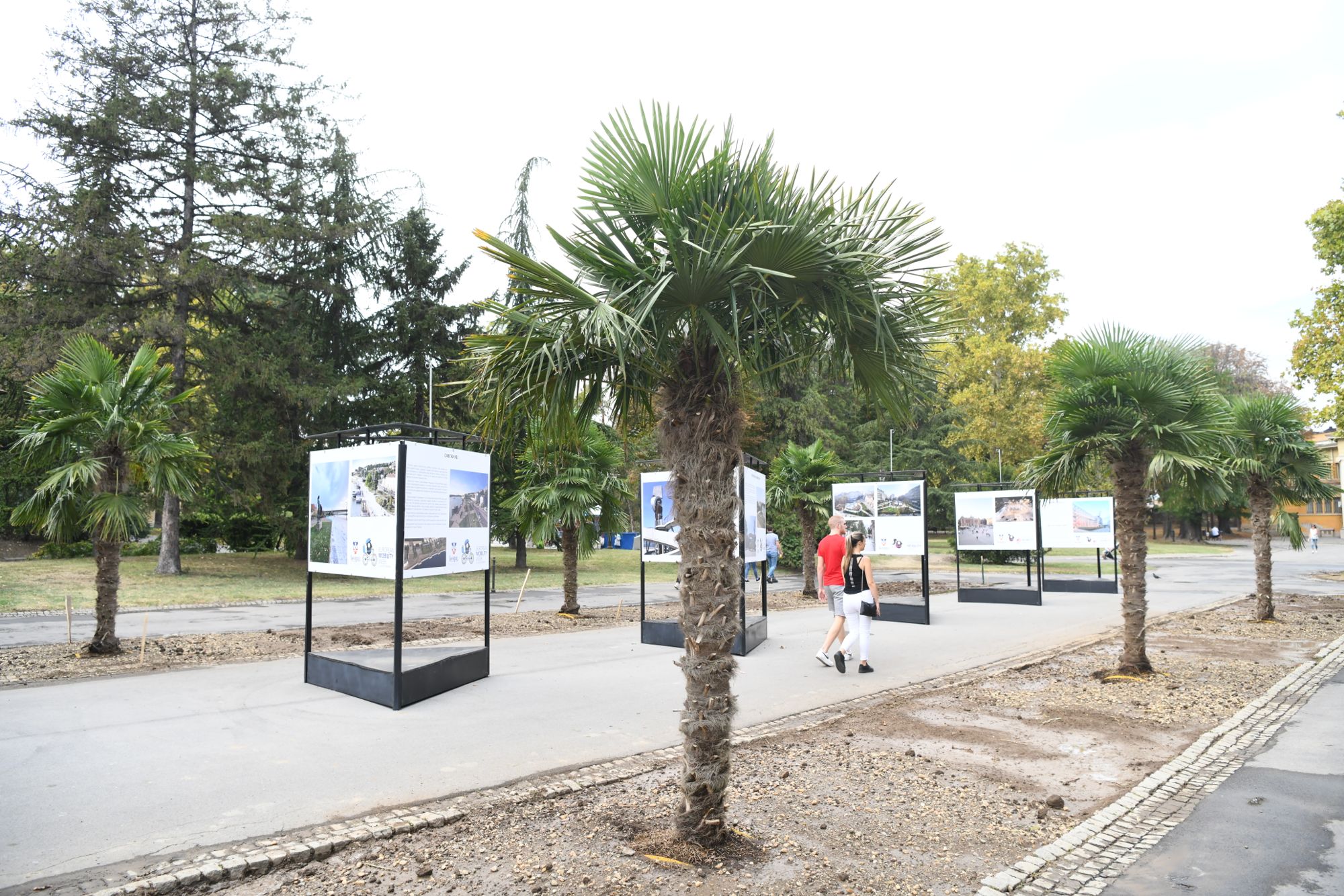 Beograd 23.09.2020. Palme, palma, Kalemegdan, kod Paviljona Cvijete Zuzorić Foto: Goran Srdanov/Nova.rs