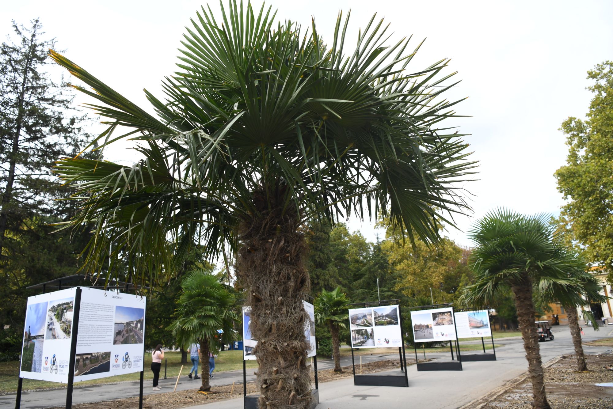 Beograd 23.09.2020. Palme, palma, Kalemegdan, kod Paviljona Cvijete Zuzorić Foto: Goran Srdanov/Nova.rs