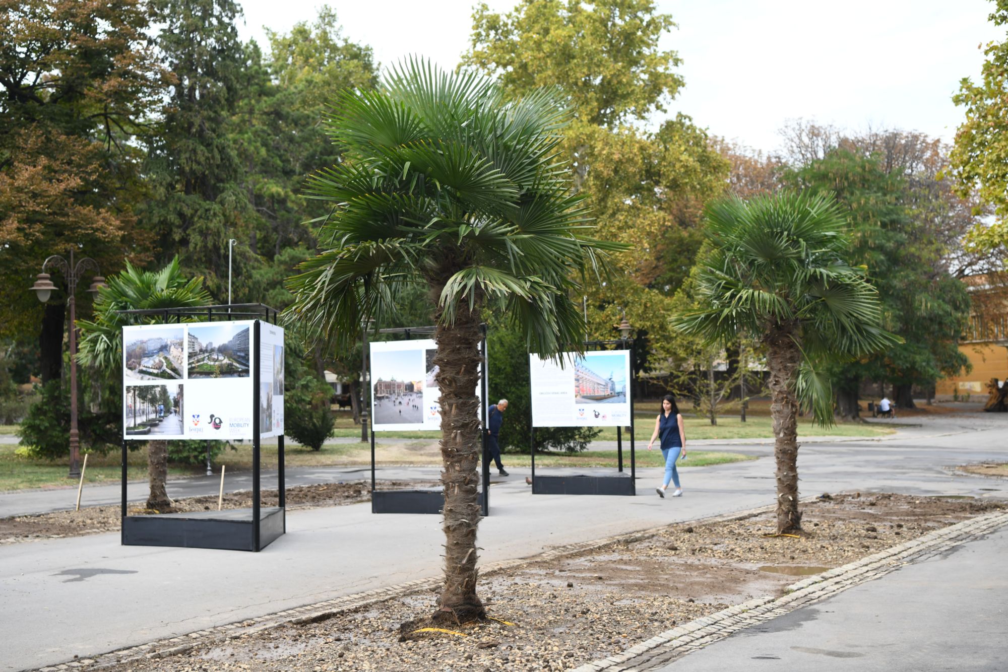 Beograd 23.09.2020. Palme, palma, Kalemegdan, kod Paviljona Cvijete Zuzorić Foto: Goran Srdanov/Nova.rs