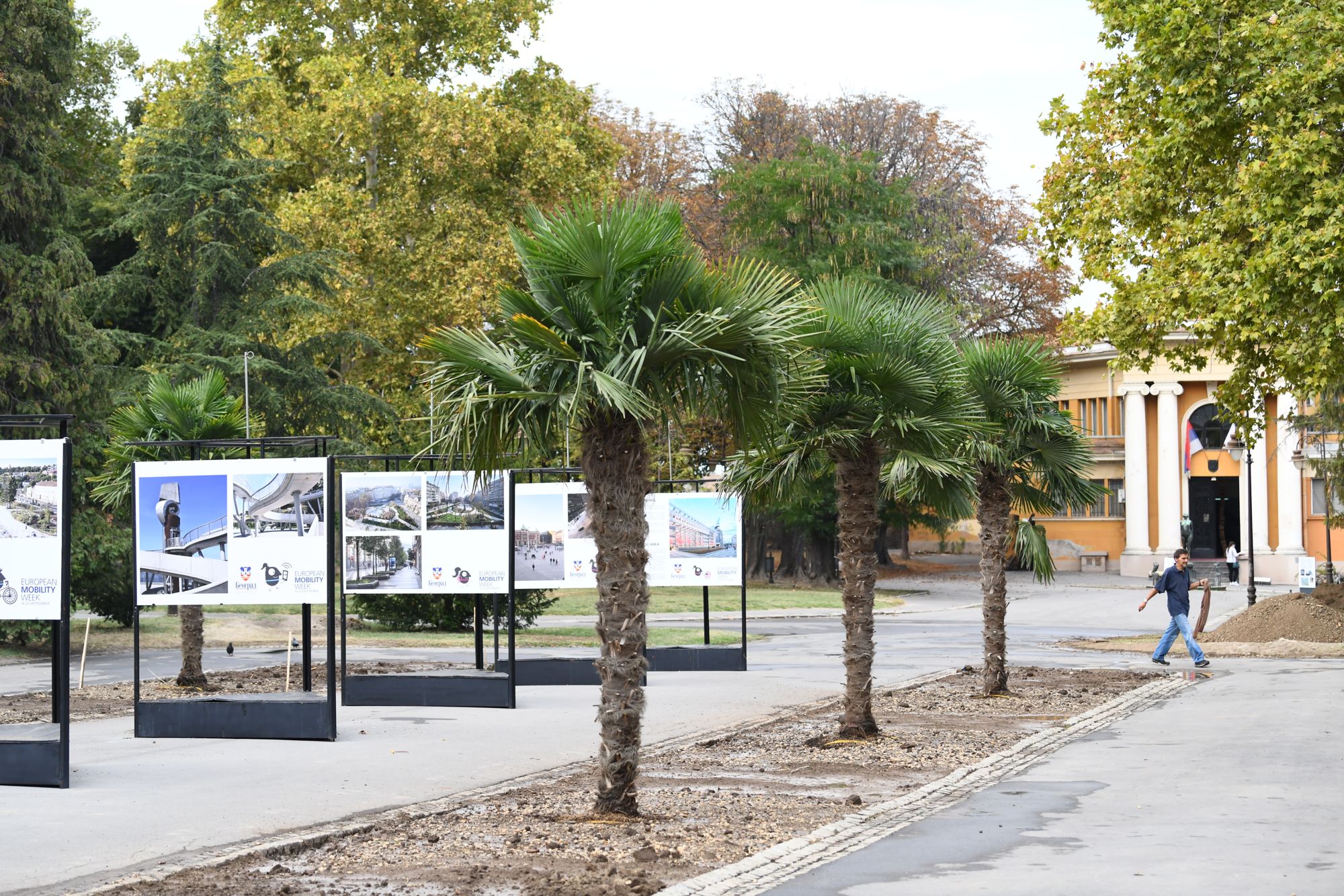 Beograd 23.09.2020. Palme, palma, Kalemegdan, kod Paviljona Cvijete Zuzorić Foto: Goran Srdanov/Nova.rs