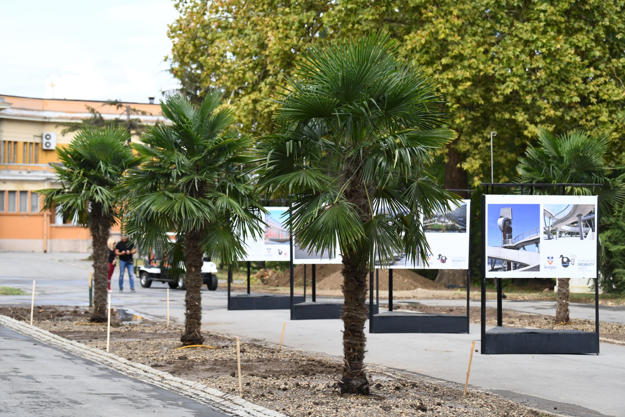 Beograd 23.09.2020. Palme, palma, Kalemegdan, kod Paviljona Cvijete Zuzorić Foto: Goran Srdanov/Nova.rs