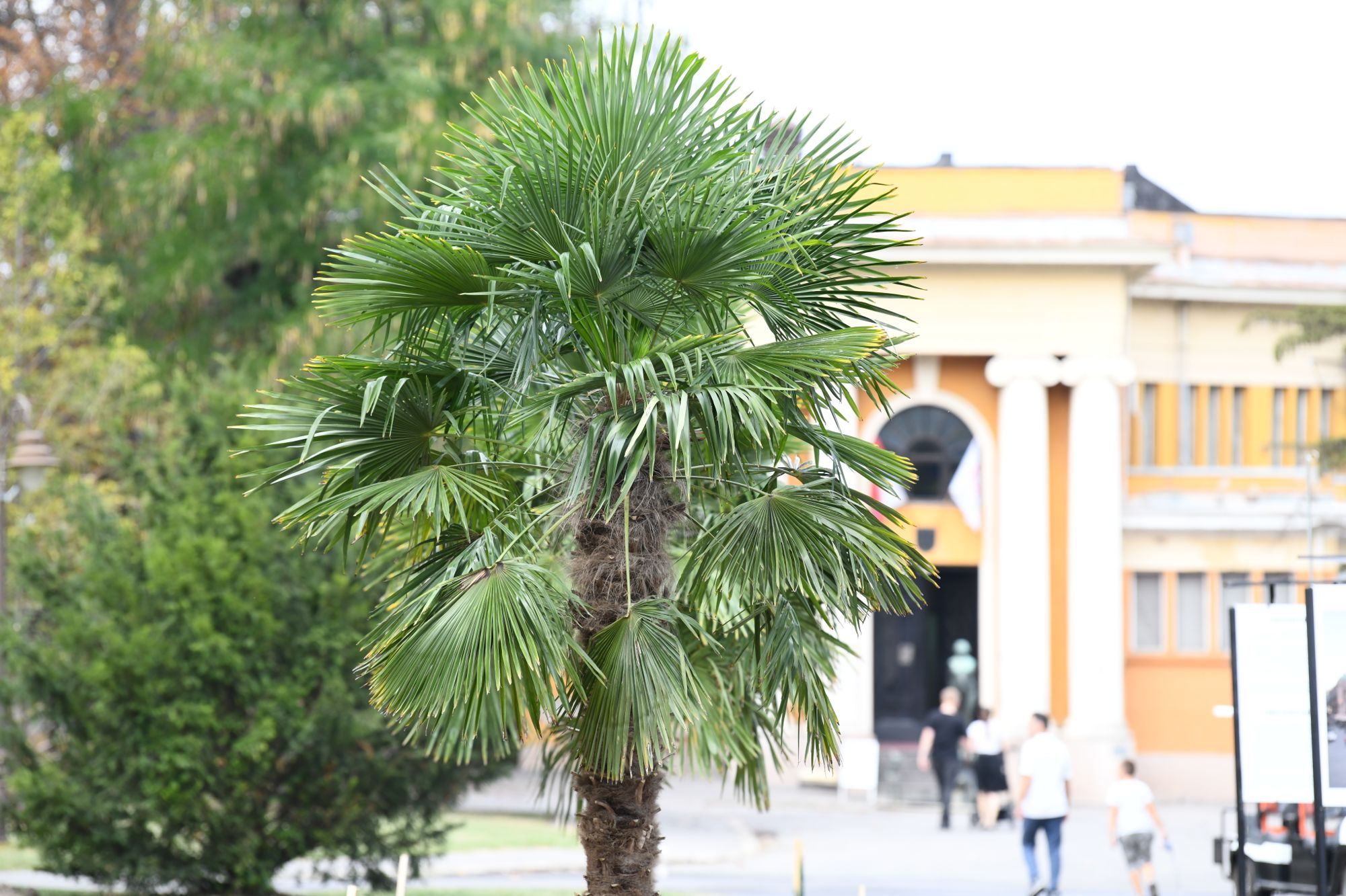 Beograd 23.09.2020. Palme, palma, Kalemegdan, kod Paviljona Cvijete Zuzorić Foto: Goran Srdanov/Nova.rs