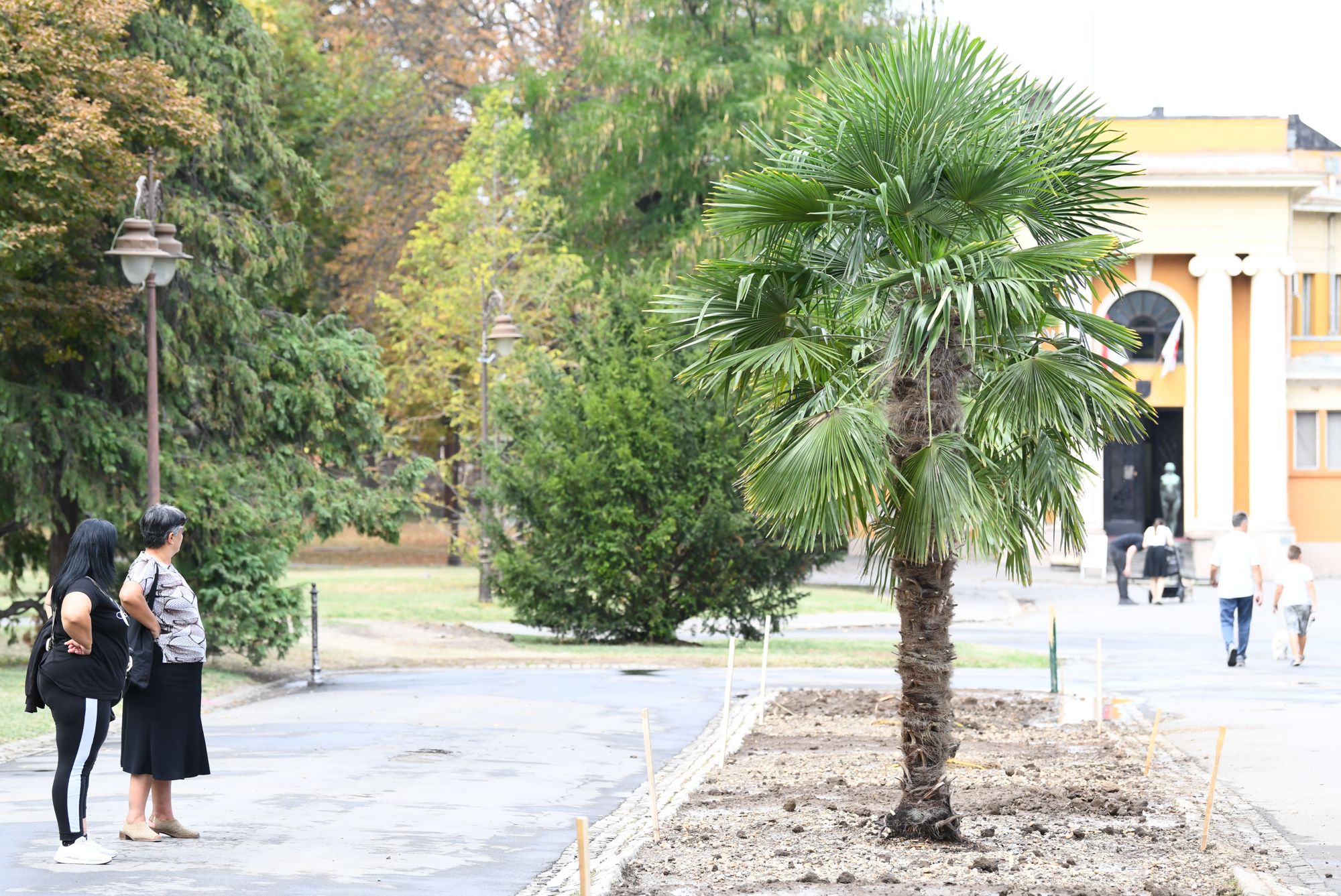Beograd 23.09.2020. Palme, palma, Kalemegdan, kod Paviljona Cvijete Zuzorić Foto: Goran Srdanov/Nova.rs