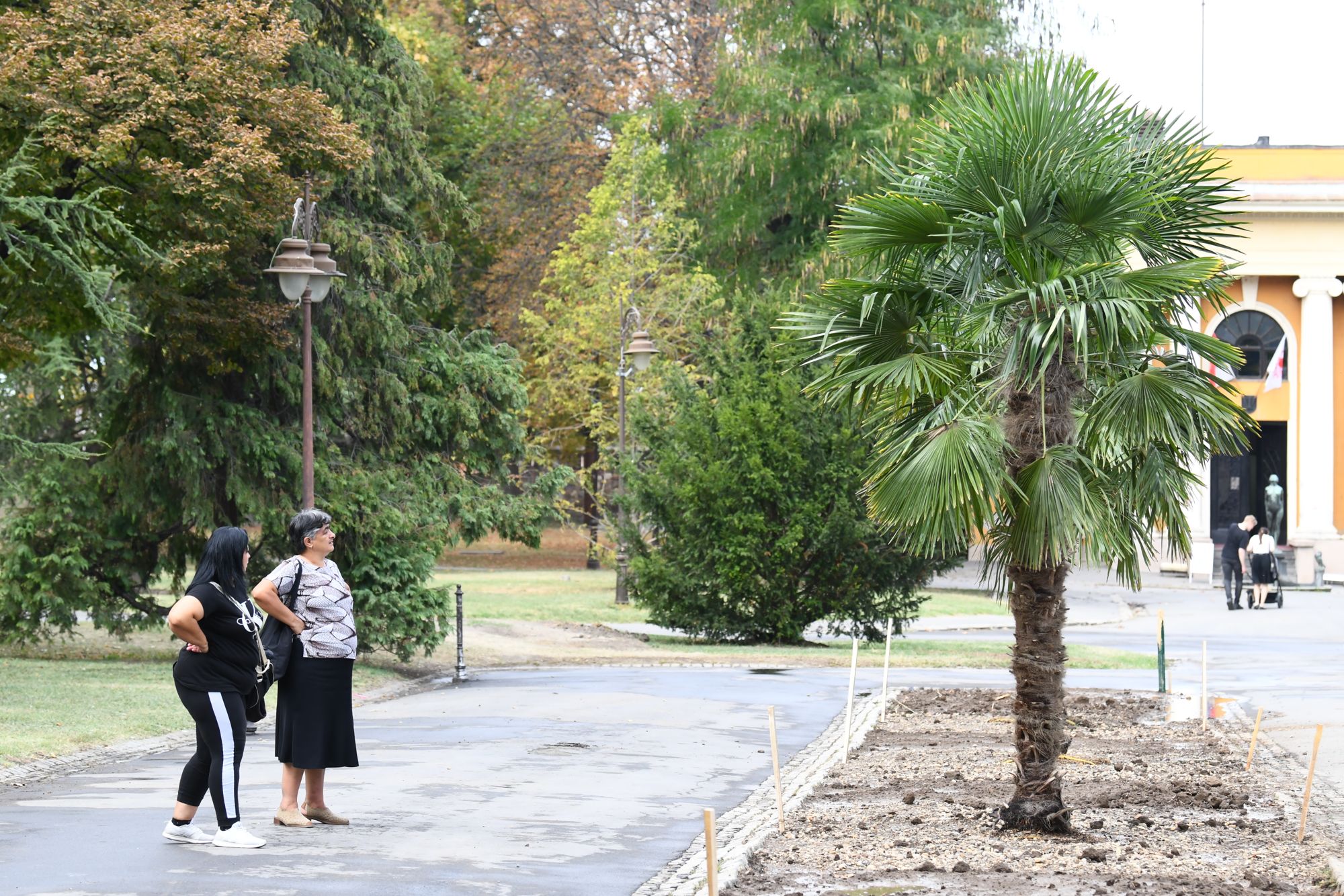 Beograd 23.09.2020. Palme, palma, Kalemegdan, kod Paviljona Cvijete Zuzorić Foto: Goran Srdanov/Nova.rs