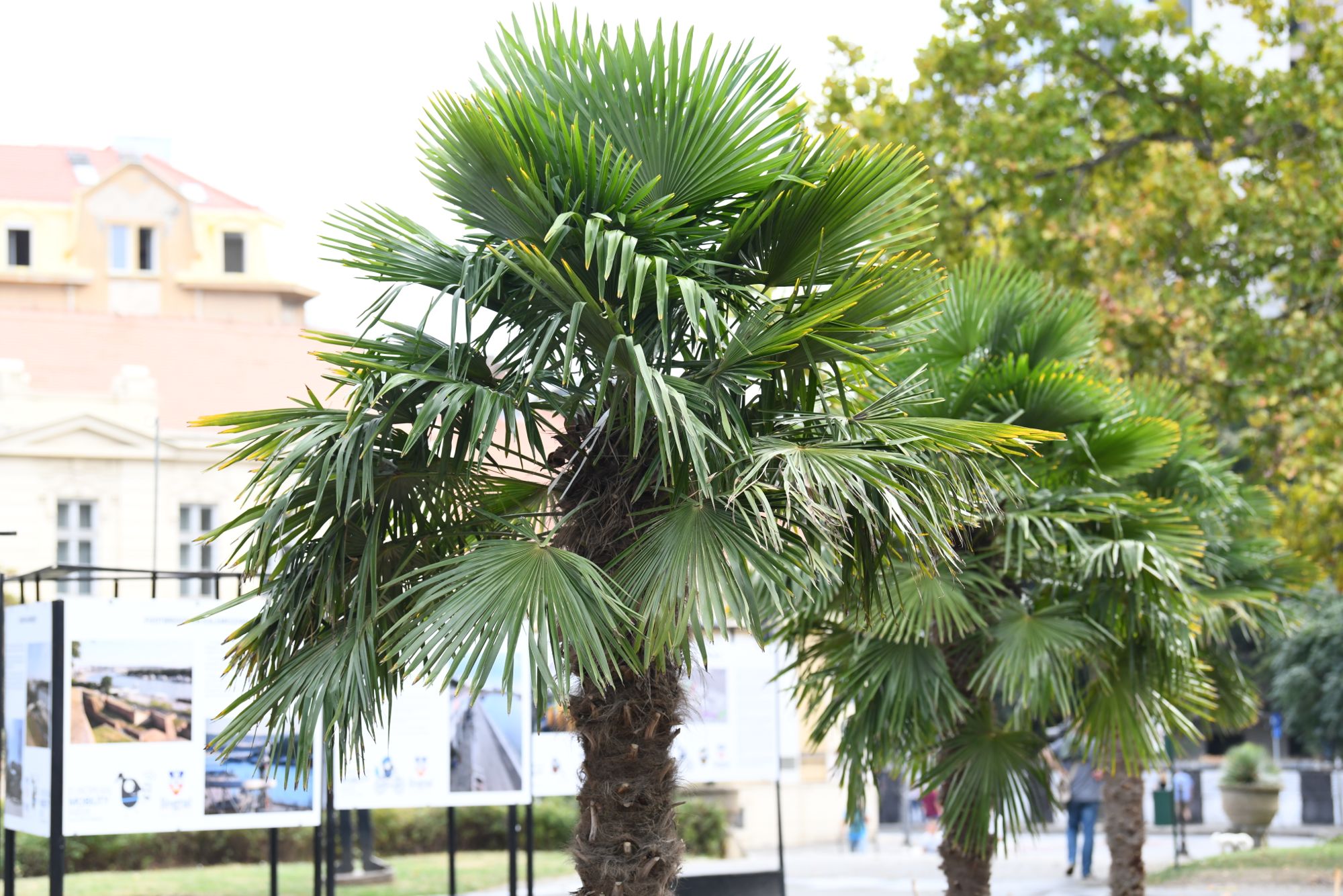 Beograd 23.09.2020. Palme, palma, Kalemegdan, kod Paviljona Cvijete Zuzorić Foto: Goran Srdanov/Nova.rs