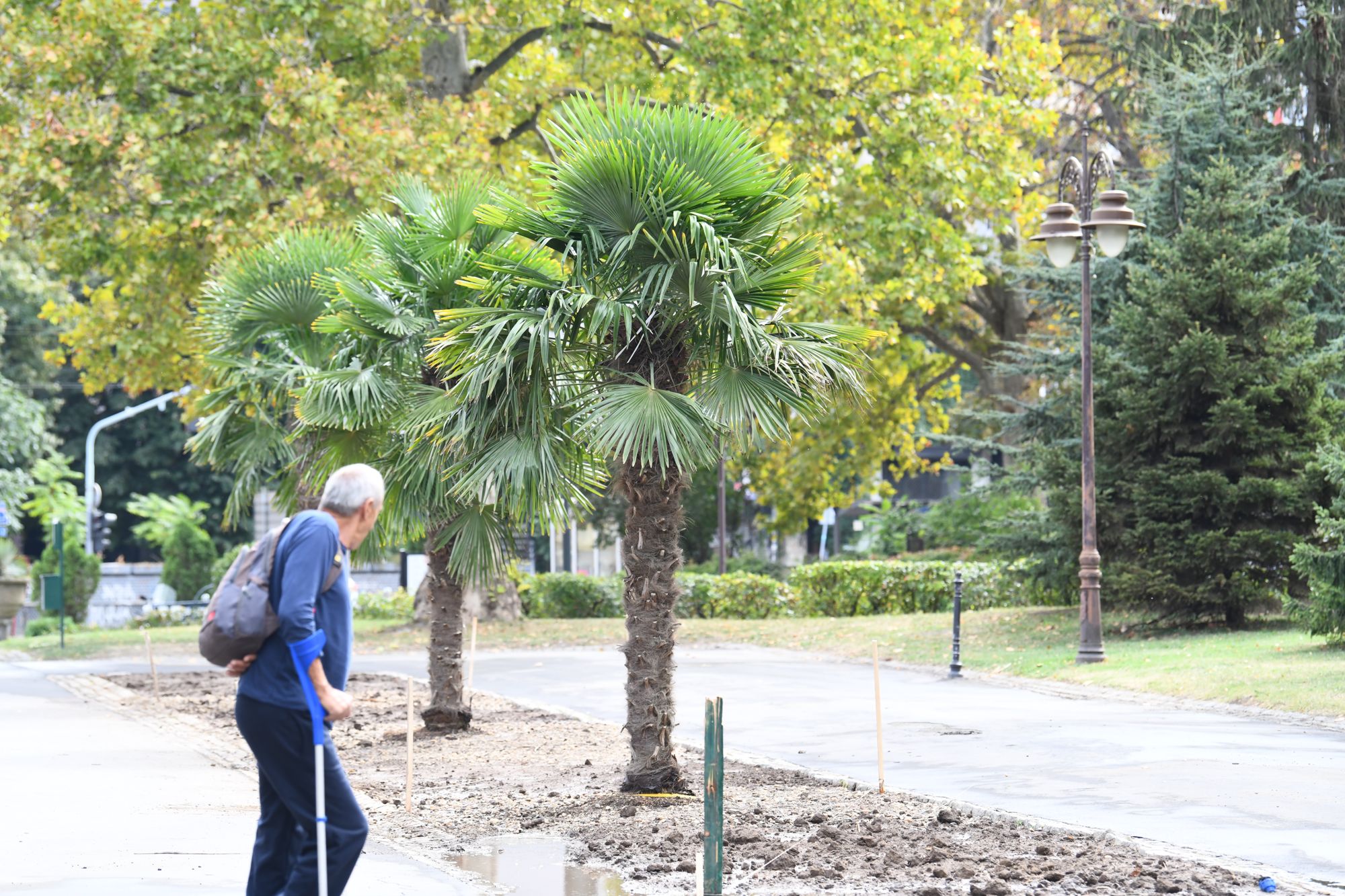 Beograd 23.09.2020. Palme, palma, Kalemegdan, kod Paviljona Cvijete Zuzorić Foto: Goran Srdanov/Nova.rs