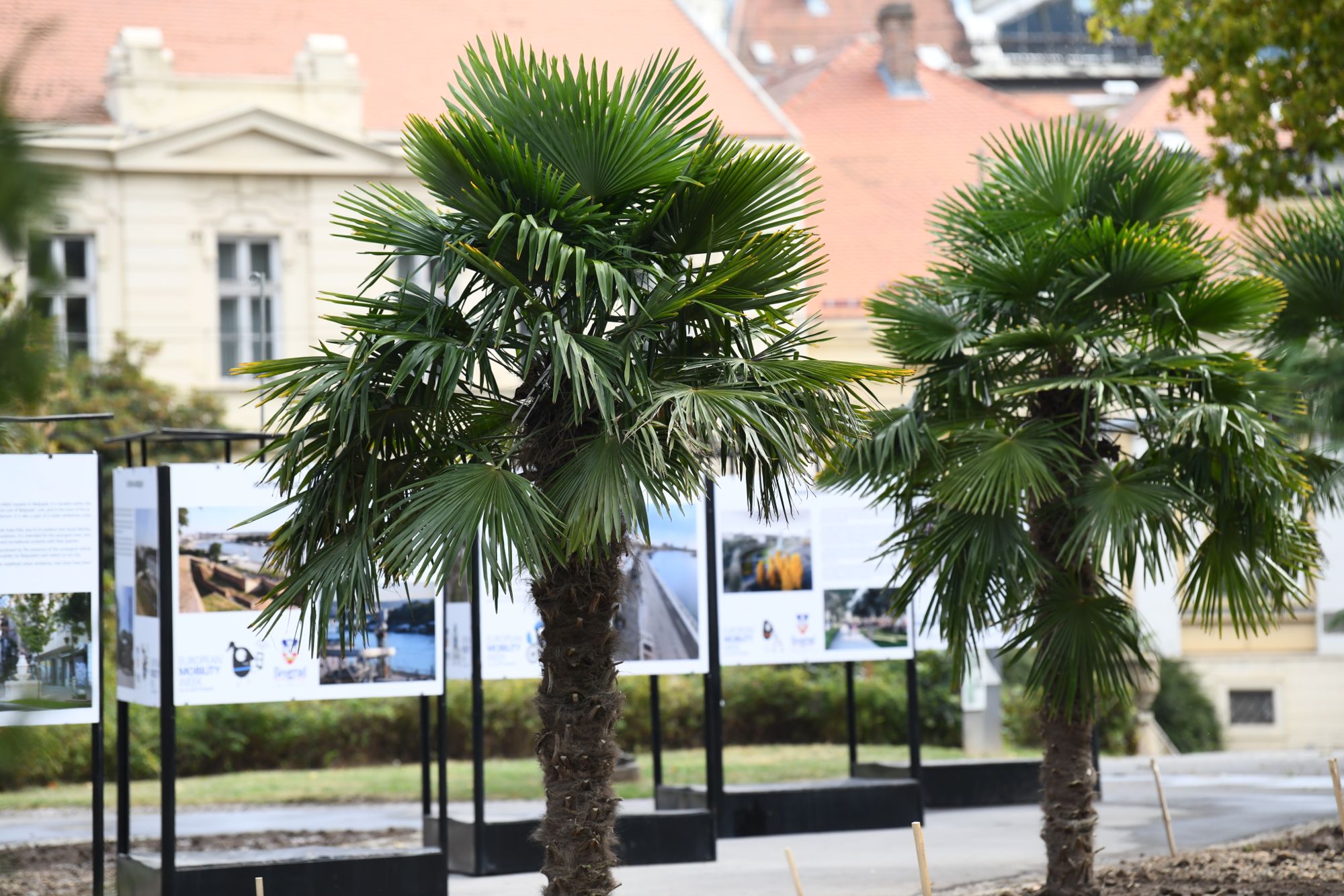 Beograd 23.09.2020. Palme, palma, Kalemegdan, kod Paviljona Cvijete Zuzorić Foto: Goran Srdanov/Nova.rs