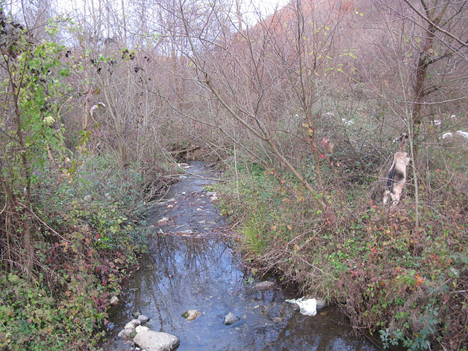 Saopstenje RERI MHE Rastovnica