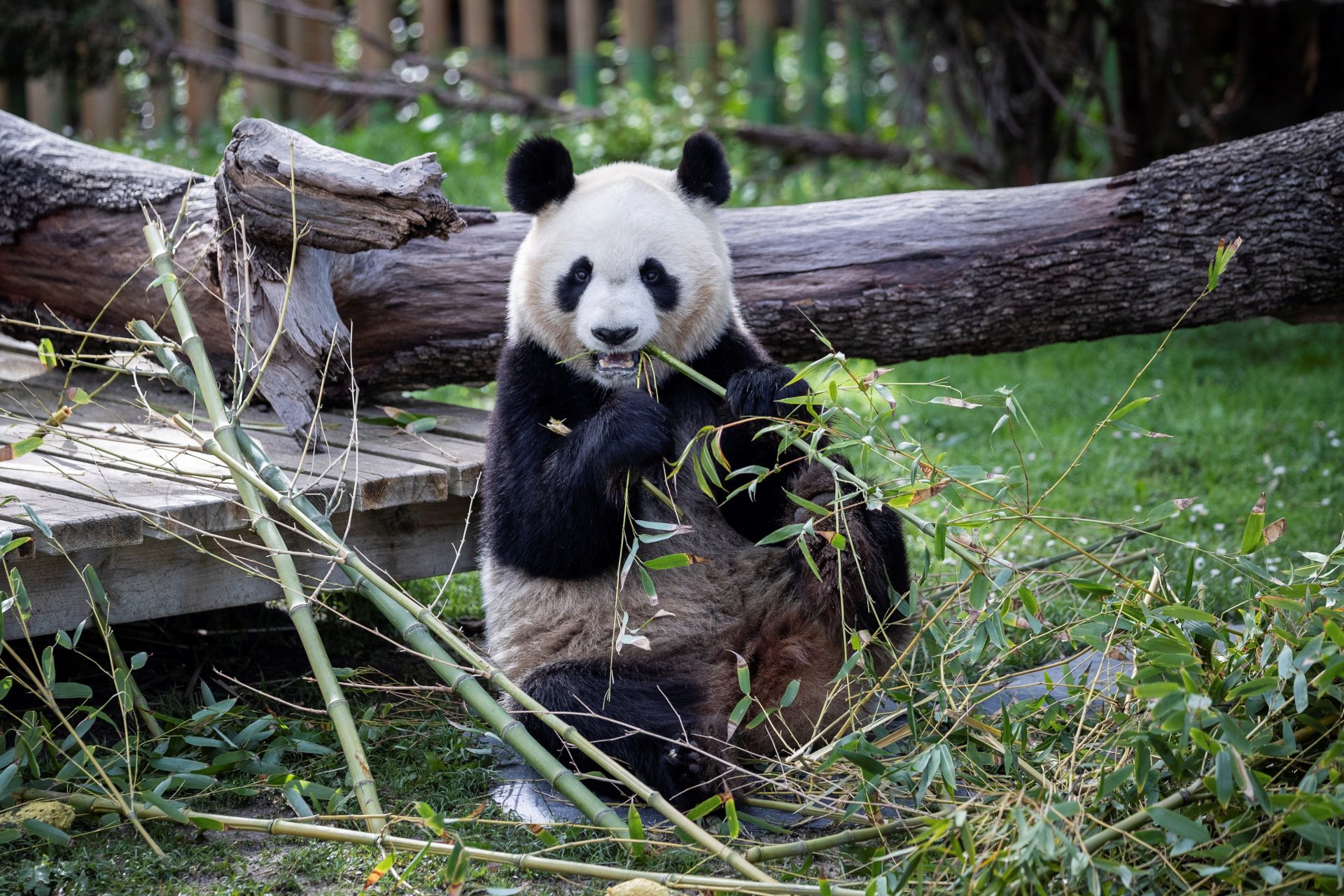 epa08377271 Female panda bear 'Chulina' enjoys a meal at her enclosure at the Zoo in Madrid, Spain, 22 April 2020. Zoo workers continue taking care of animals during the coronavirus lockdown.  EPA-EFE/Rodrigo Jiménez