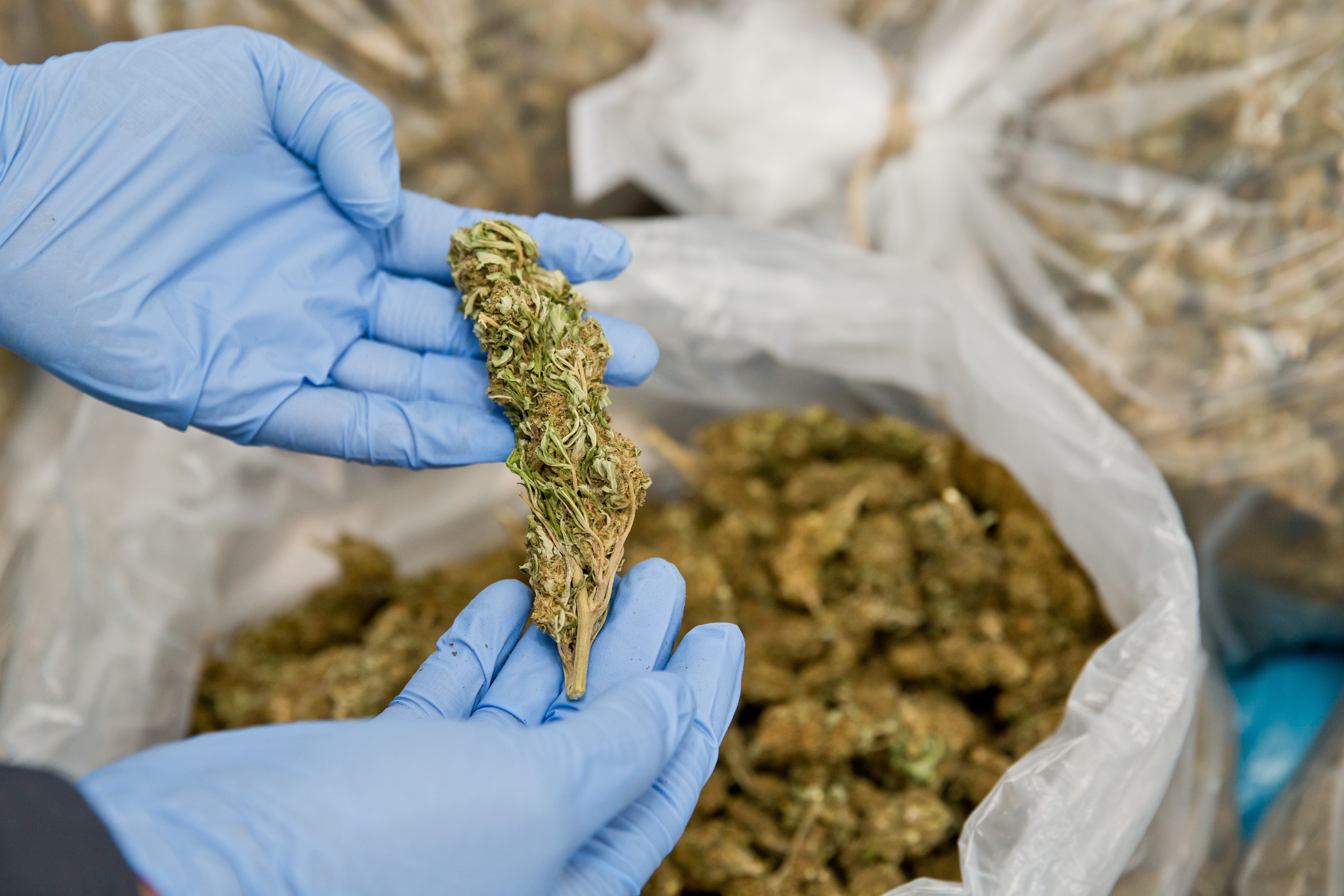 Police confiscate marijuana during raid