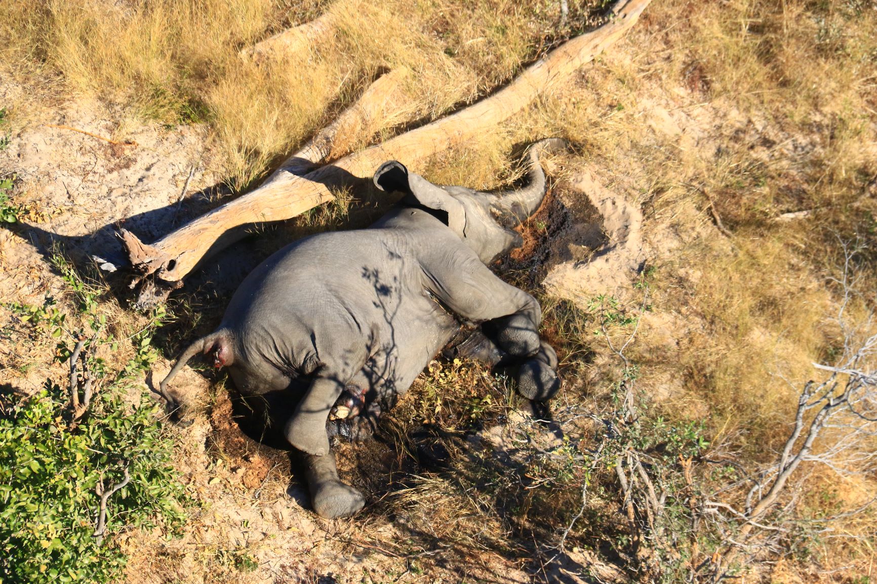 Around 350 elephants found mysteriously dead in north of Botswana