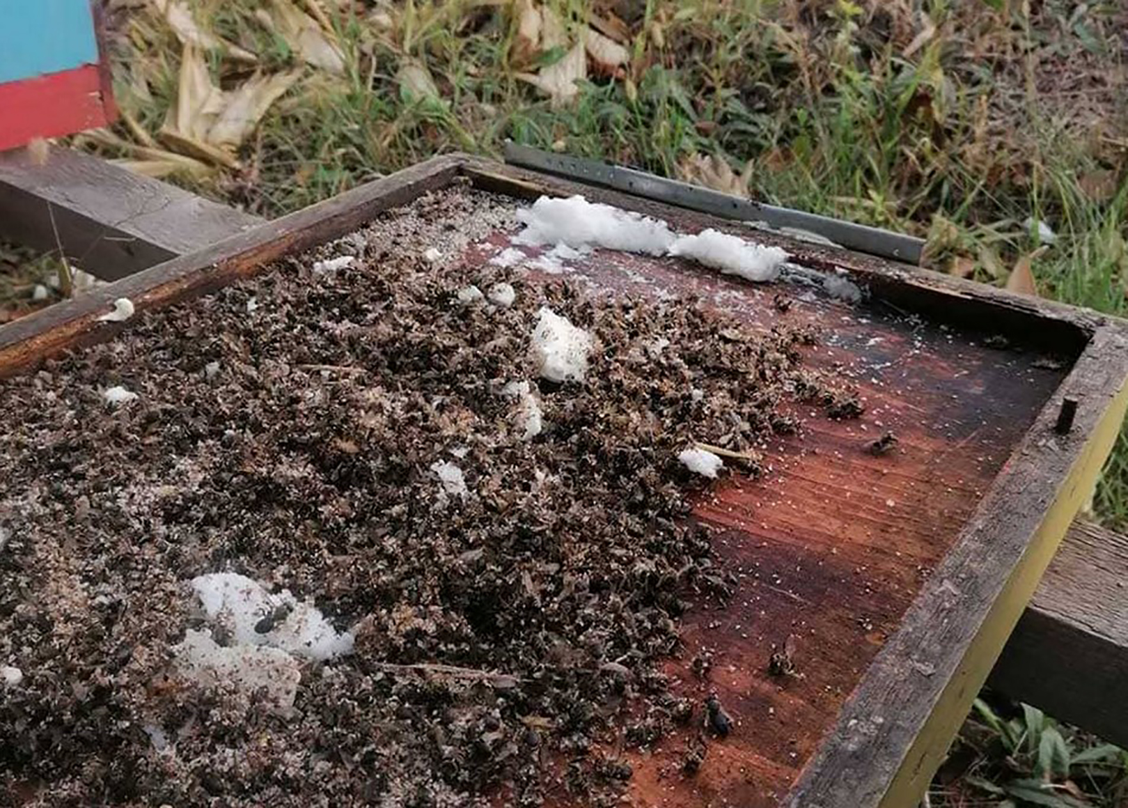 Kosnice zalivene pur penom. Fotografije napravila vlasnica kosnica