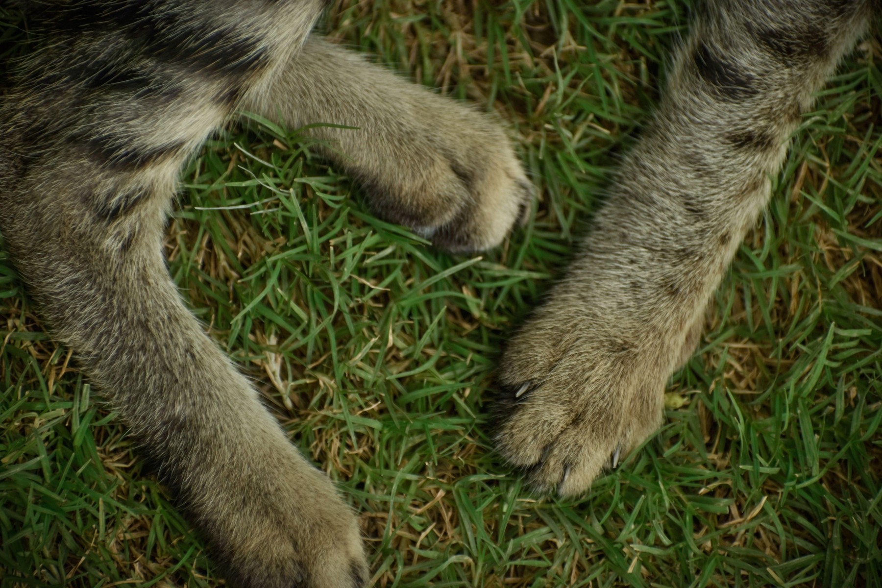 A closeup photograph of Kitten Foots siting on green grass.