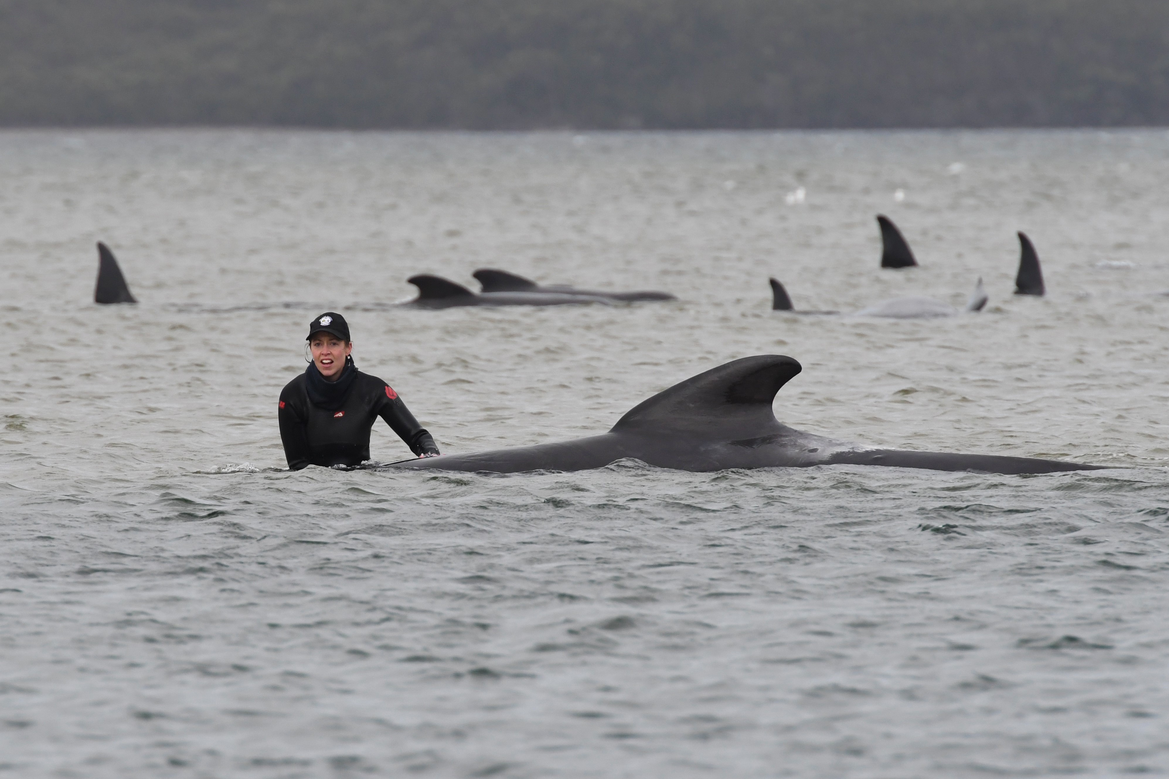 Mass whale stranding in Tasmania