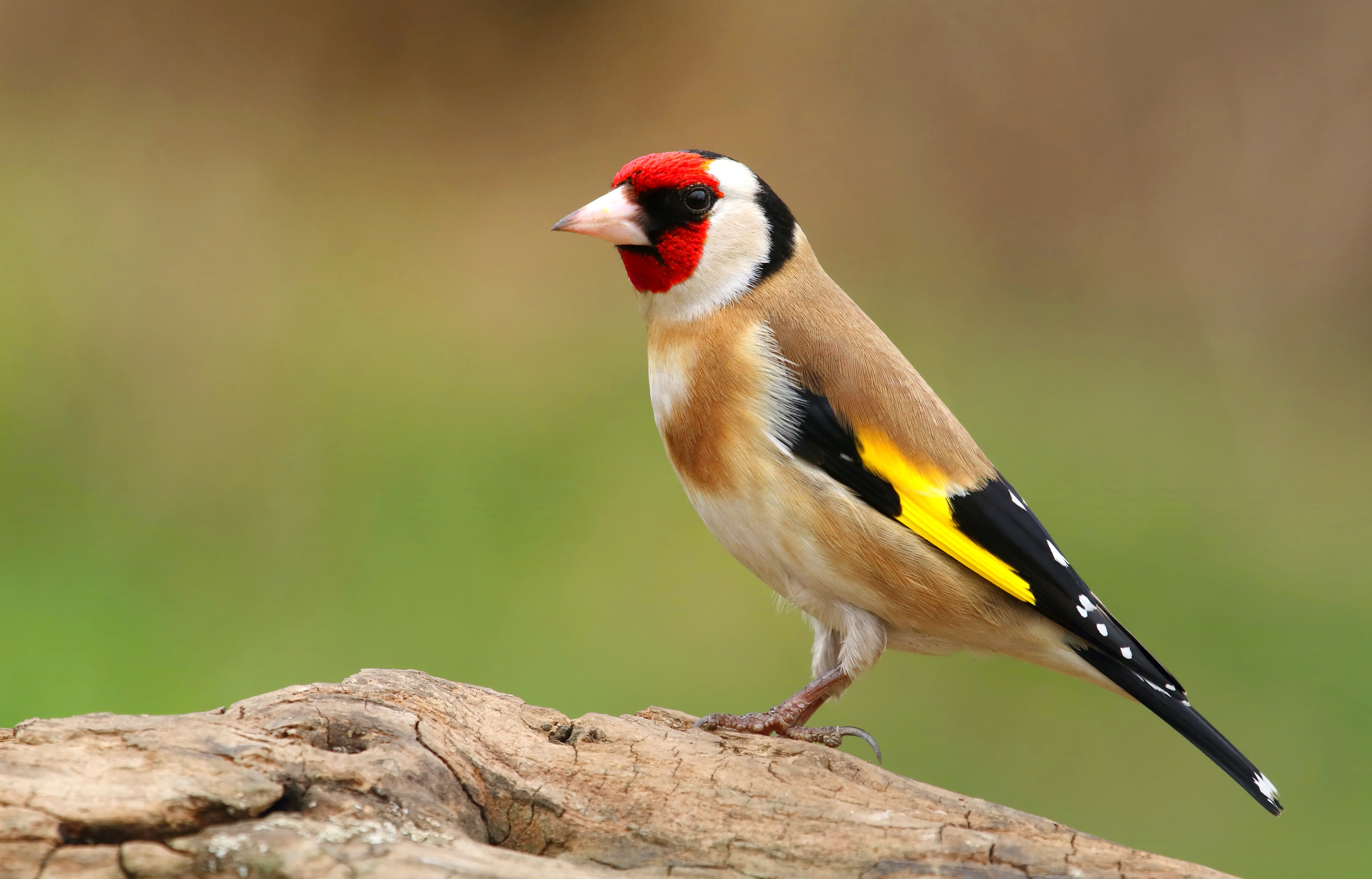European goldfinch (češljugara)