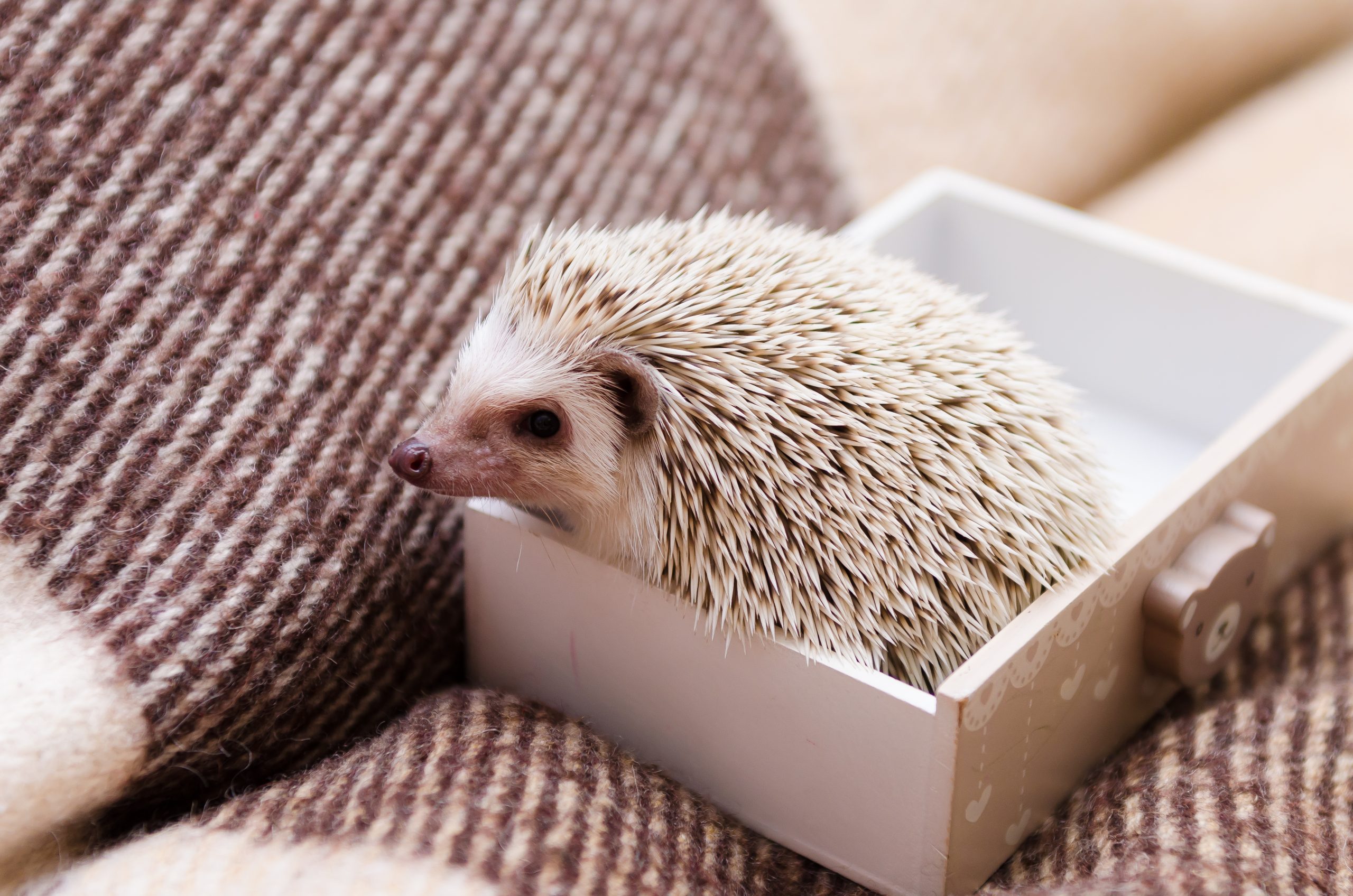 Patuljasti africki jez