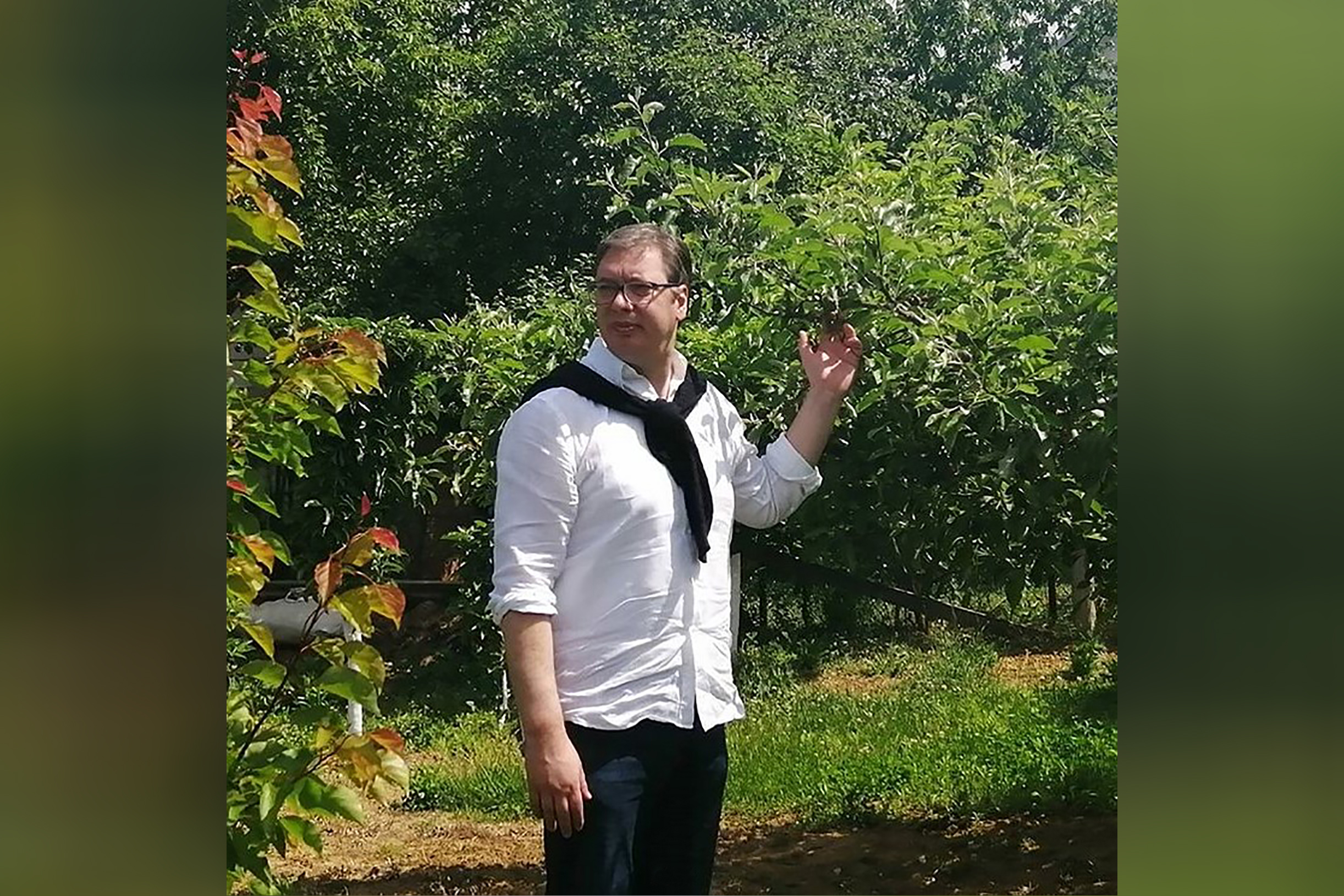 Aleksandar Vučić u voćnjaku, voćnjak Foto: Instagram/buducnostsrbijeav