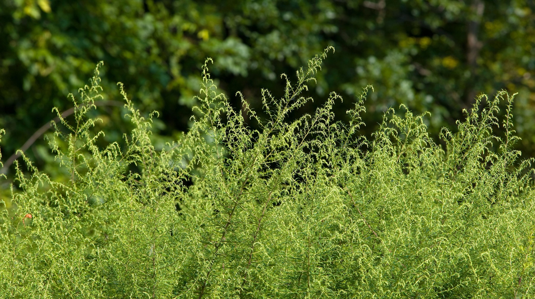Ragweed Ambrosia artemisiifolia ambrozija