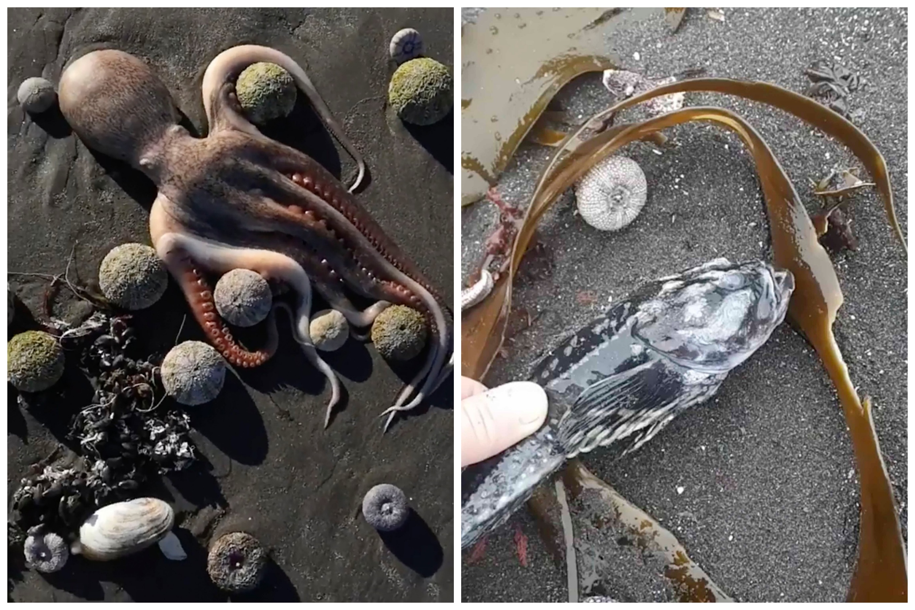 Kamčatka, ekološka katastrofa, riba, more Foto: Boris Khismatulinn / East2West News / Kristy Rozenberg / East2West News / Profimedia