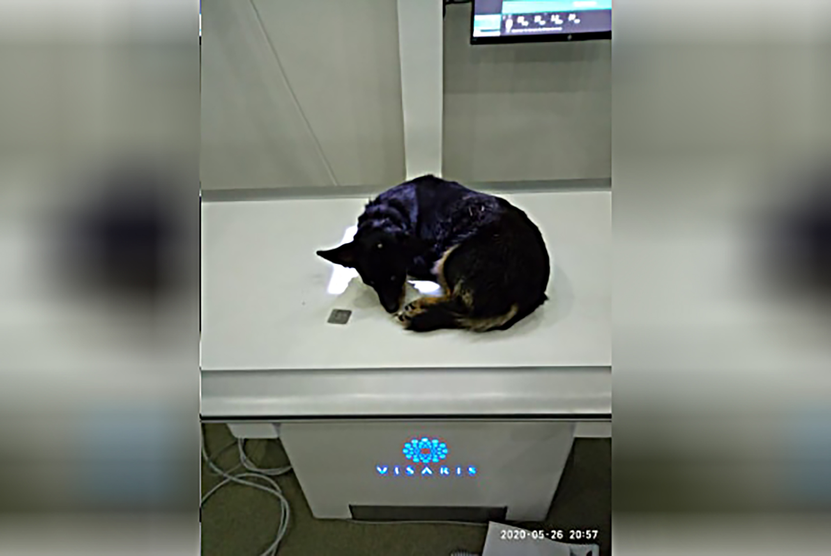 Pas sa ekserom u lobanji