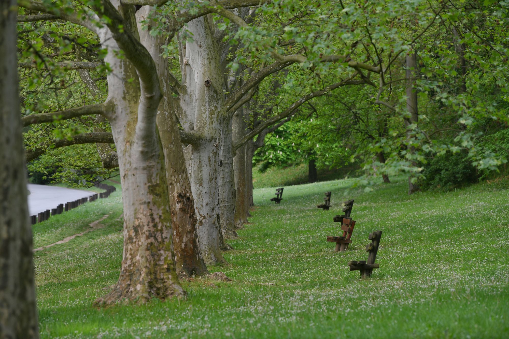 Beograd, 2.5.2020. Košutnjak, koronavirus, jutro, pust park, klupe Foto: Filip Krainčanić/Nova.rs