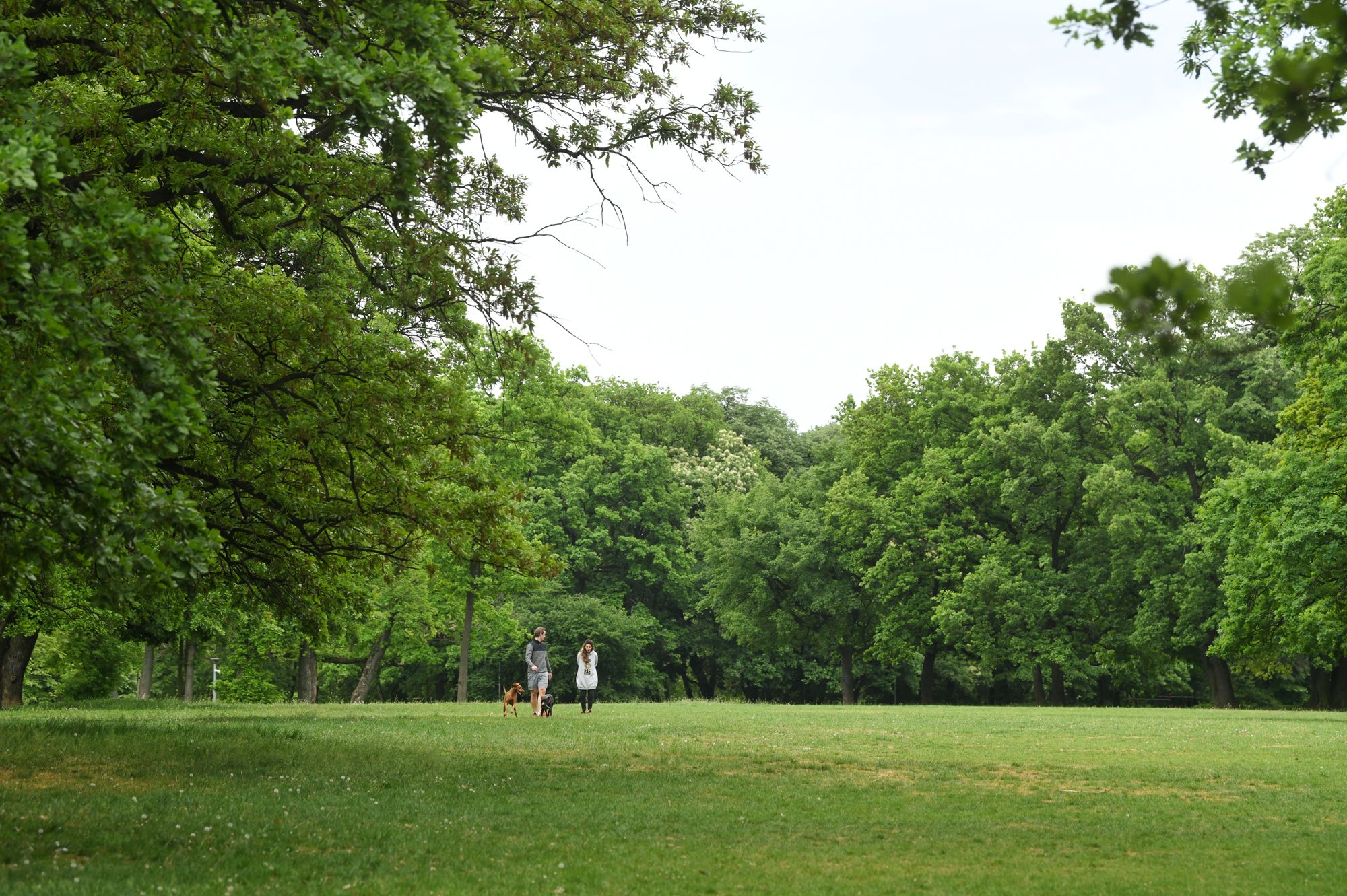 Beograd, 2.5.2020. Košutnjak, jutro, koronavirus, pust park Foto: Filip Krainčanić/Nova.rs