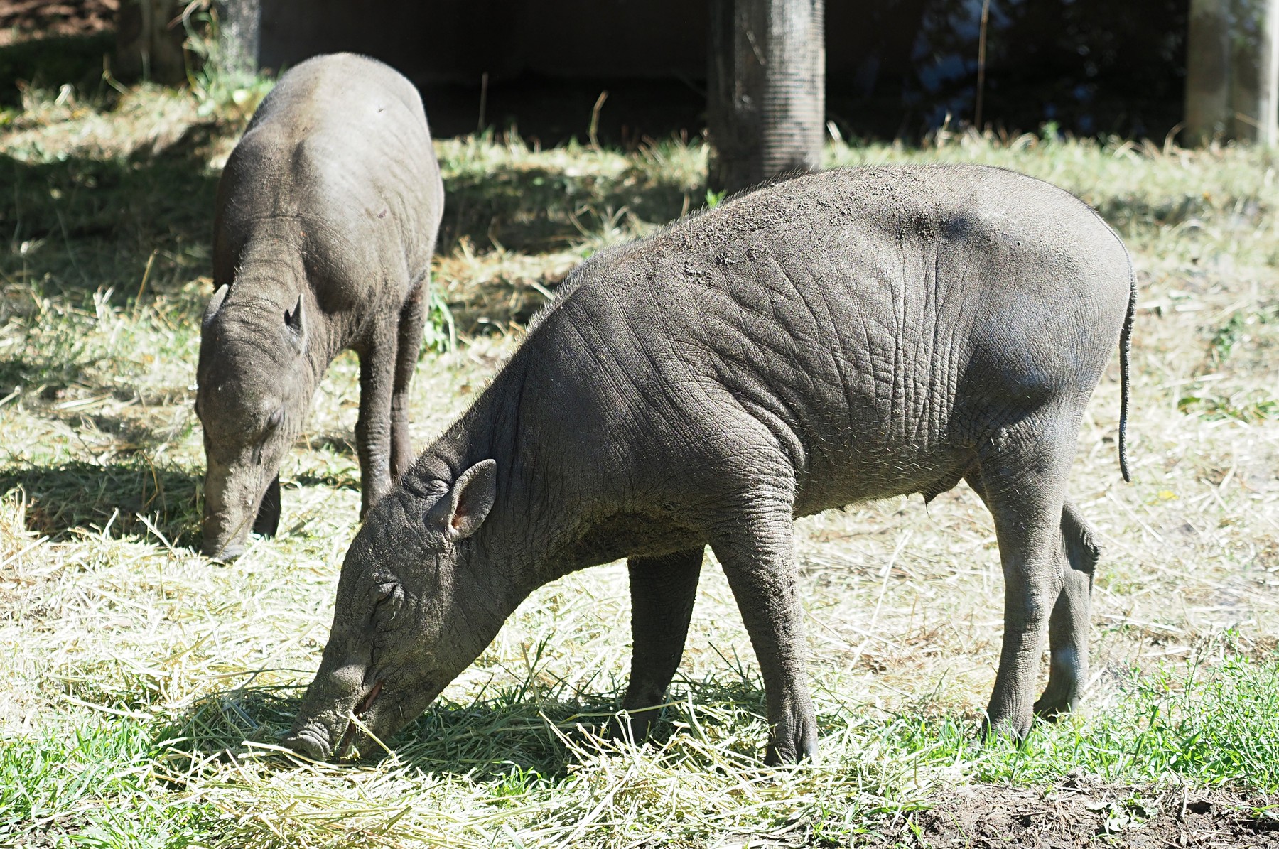 London zoološki vrt, indonežanske svinje,ZSL London Zoo Welcomes 'Ugliest Pigs On Earth'