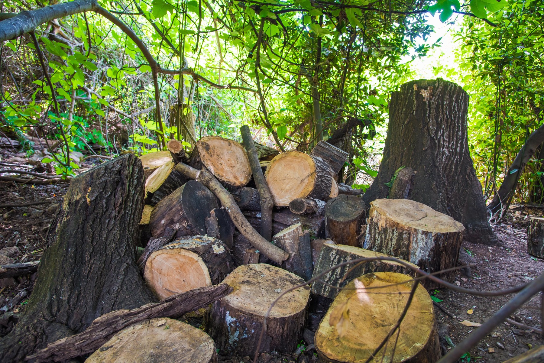 , Image: 334735468, License: Royalty-free, Restrictions: , Model Release: no, Credit line: Yossef (Maksym) Zilberman (Duboshko) / Alamy / Alamy / Profimedia