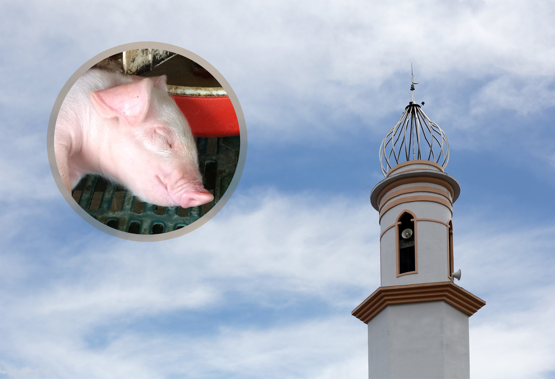 Uginula svinja bačena u harem Gradske džamije u Bratuncu