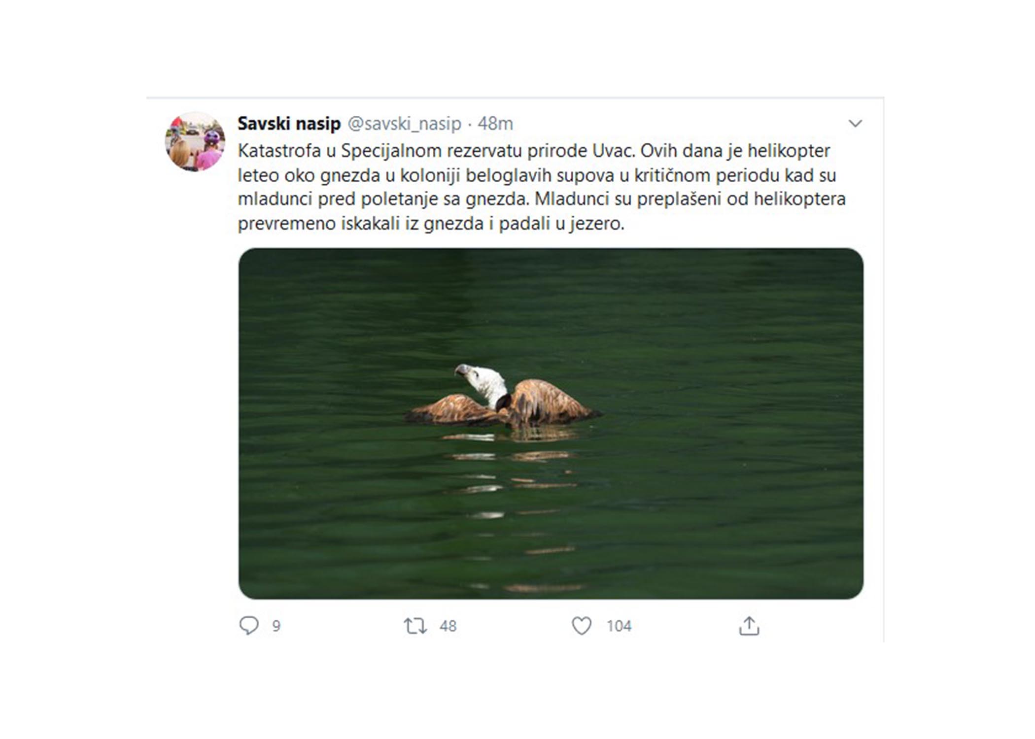 uvac beloglavi sup specijalni rezervat prirode uvac