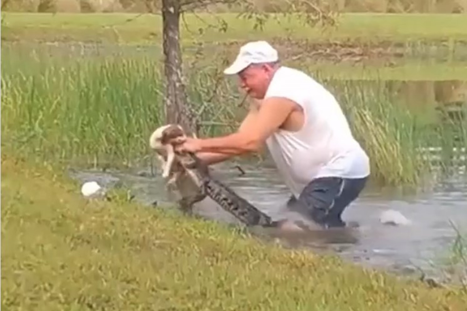 Covek spasava psa od aligatora