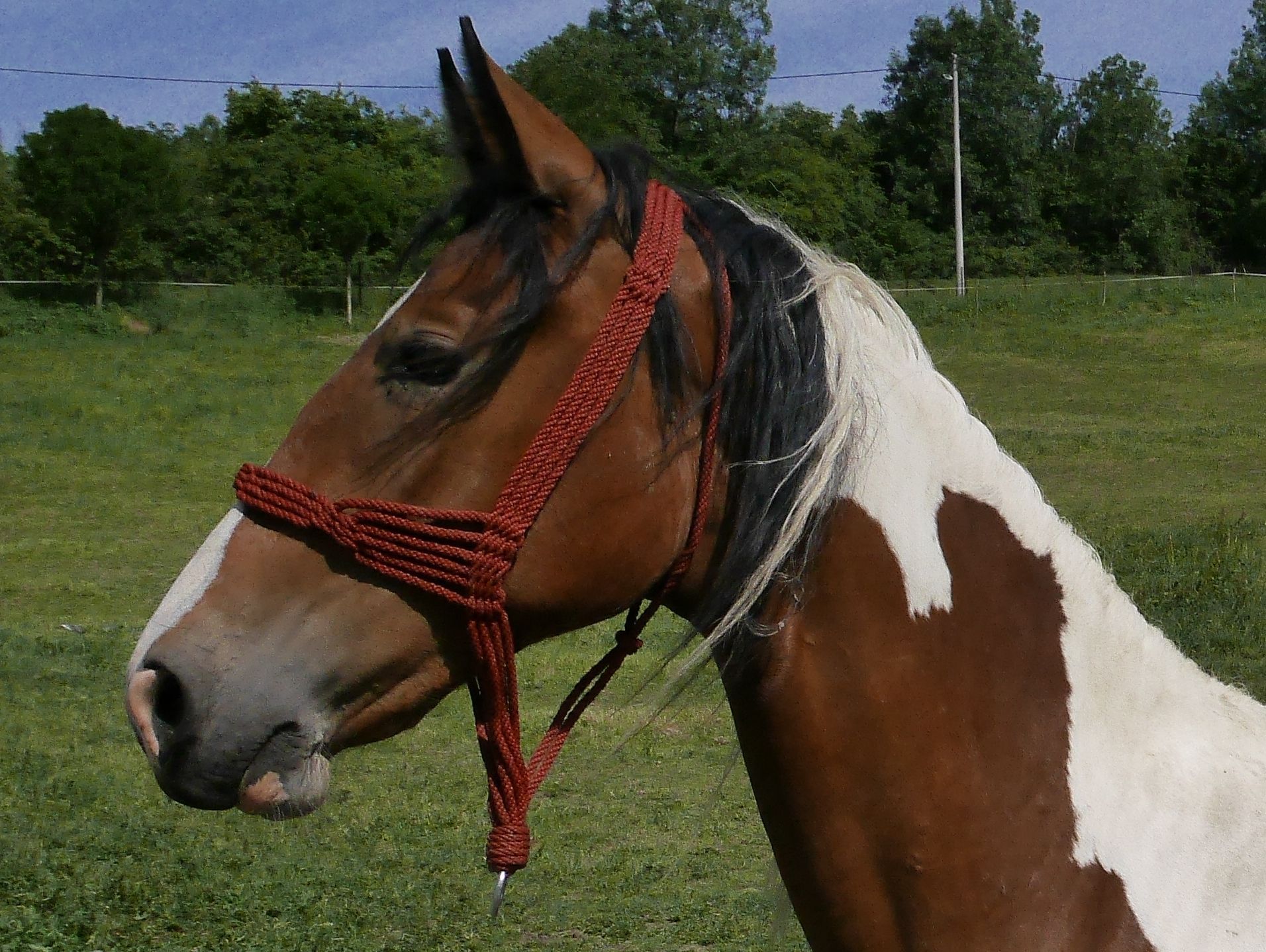 sarac 2