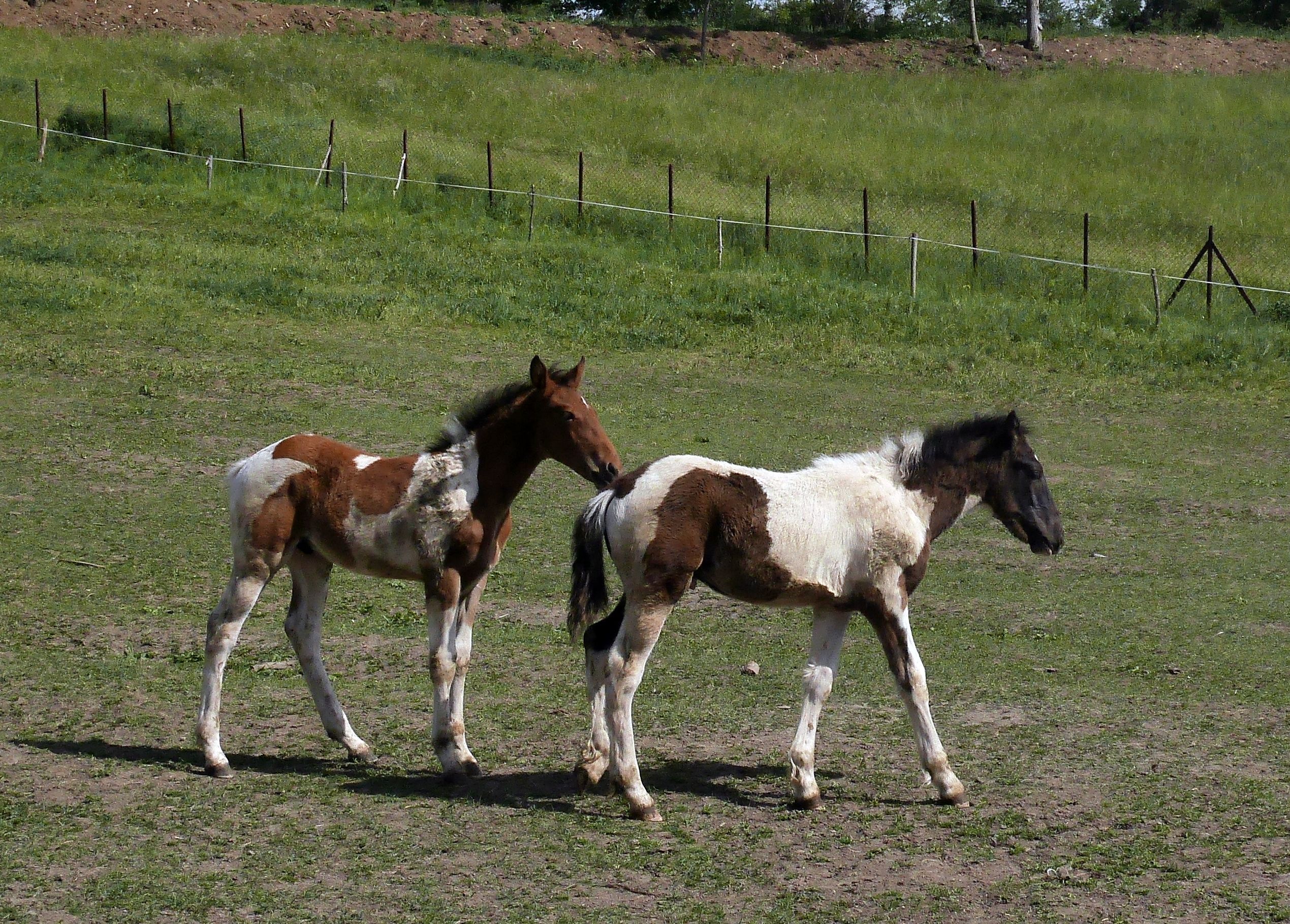 sarac-zdrebad.jpg