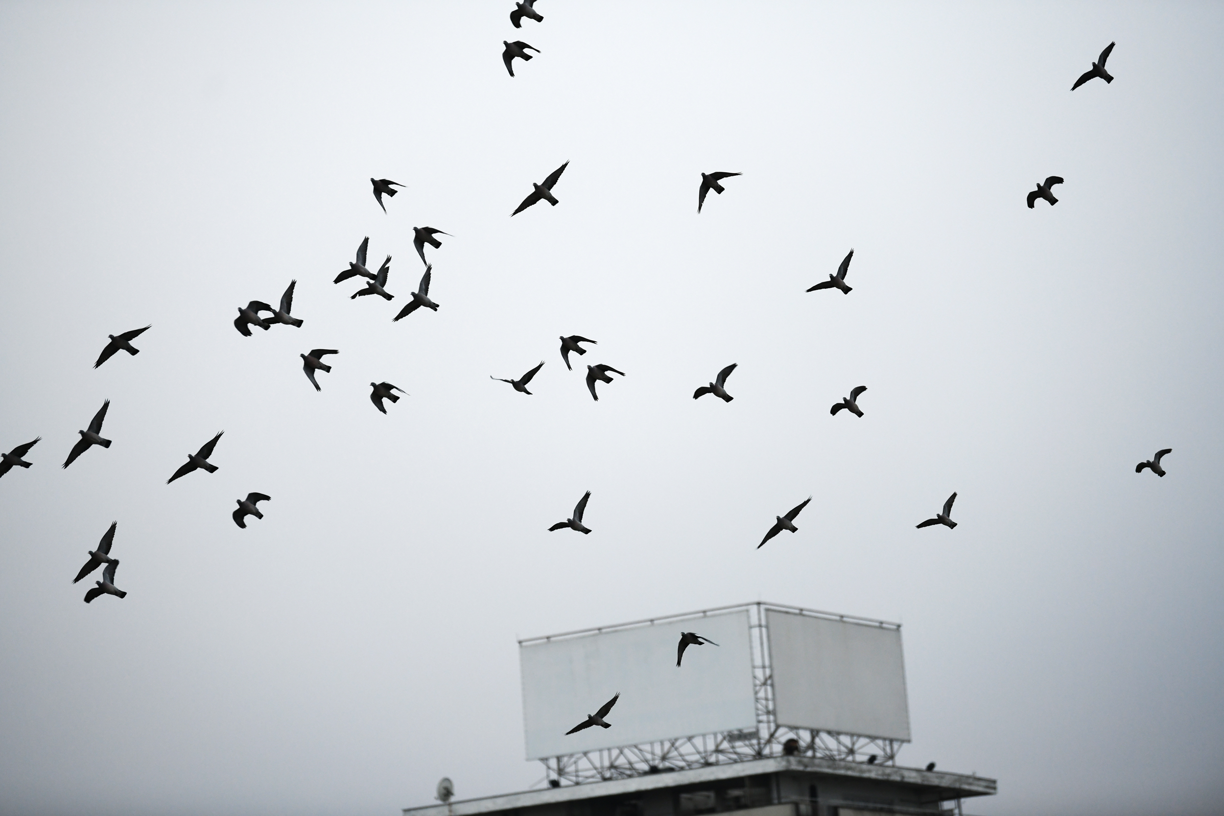 ptice_031220_foto Vesna Lalic Nova.rs (17)